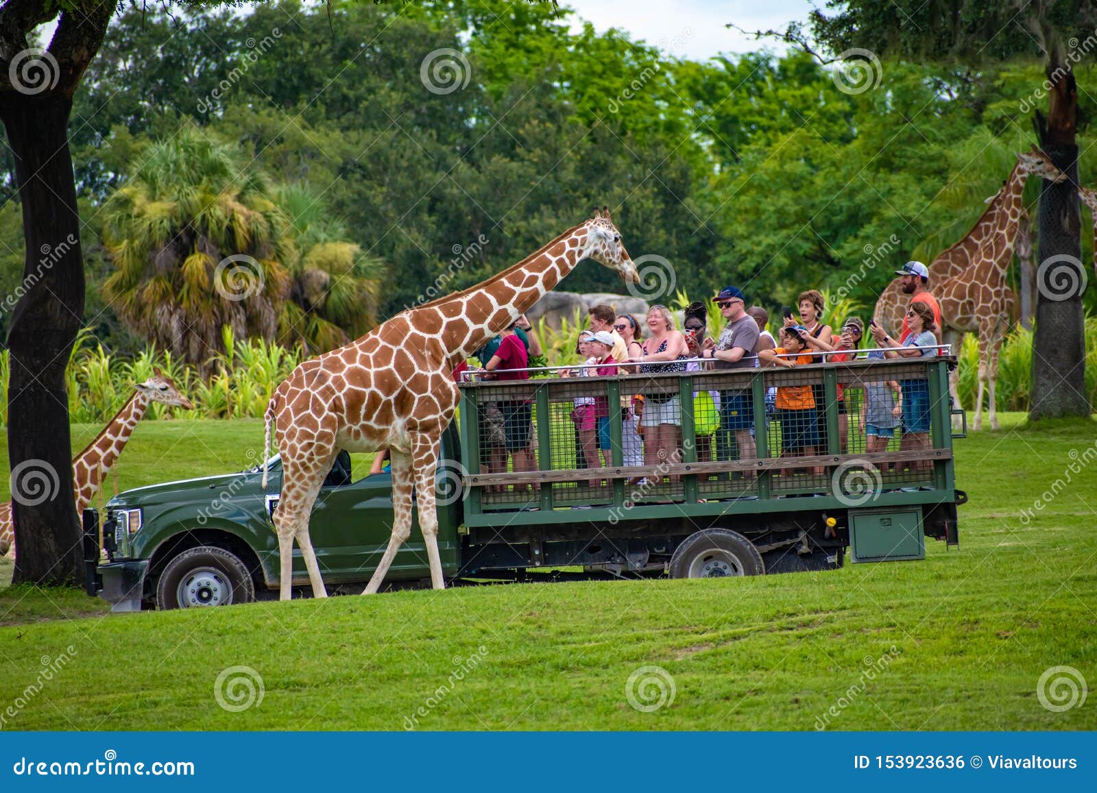 Giraffe Waiting Lettuce Leaves From People Enjoying Safari At