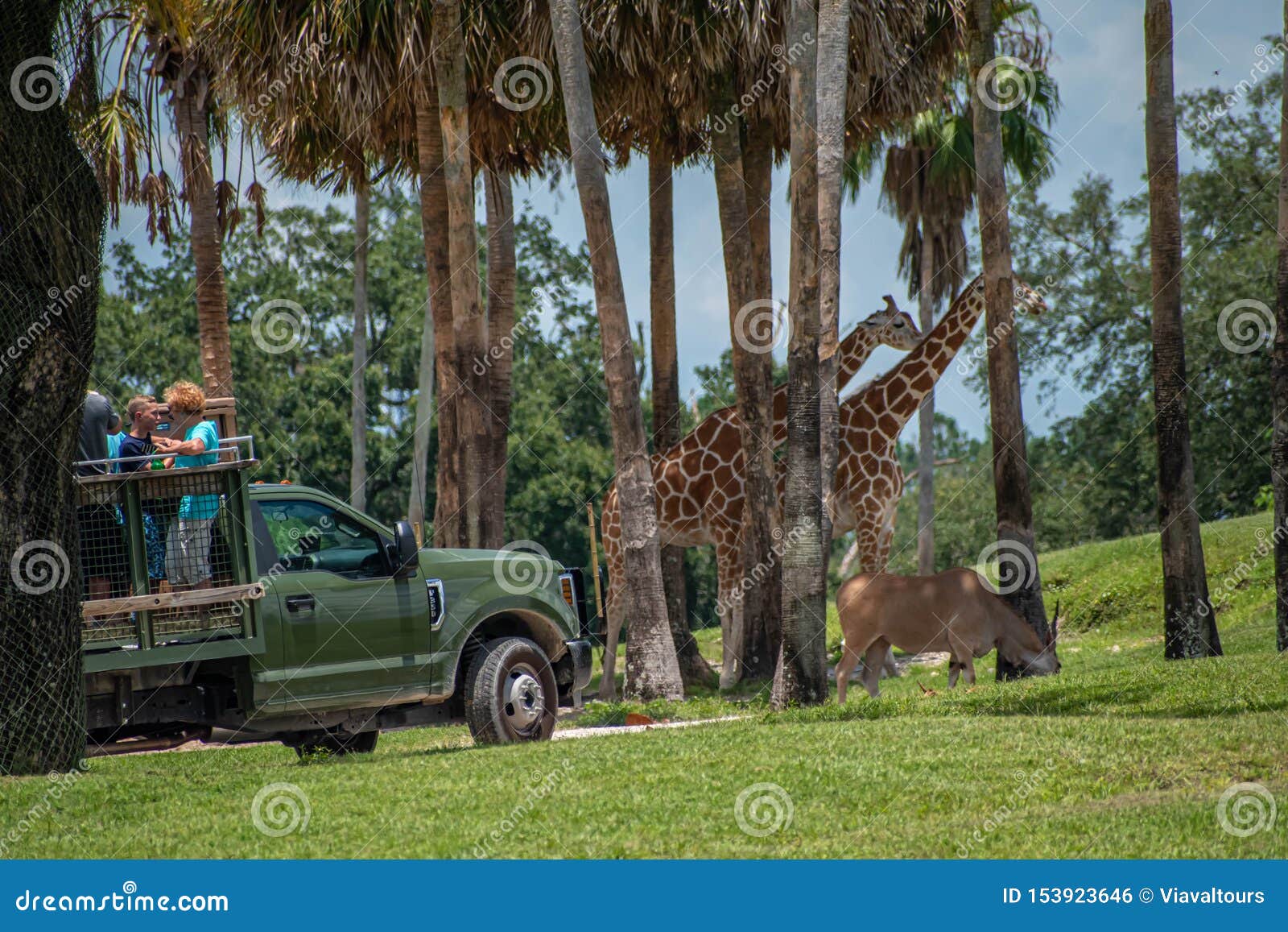 Giraffe Waiting Lettuce Leaves From People Enjoying Safari At