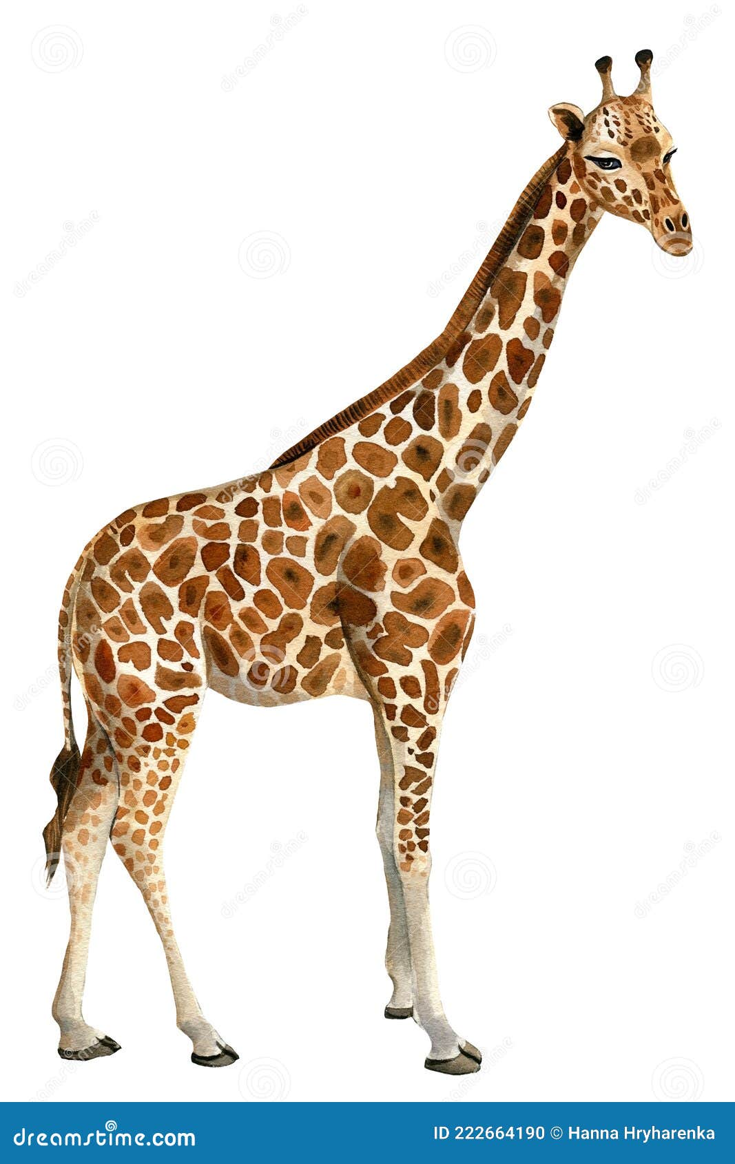 Giraffe Watercolor Illustration, White Background. African Animals