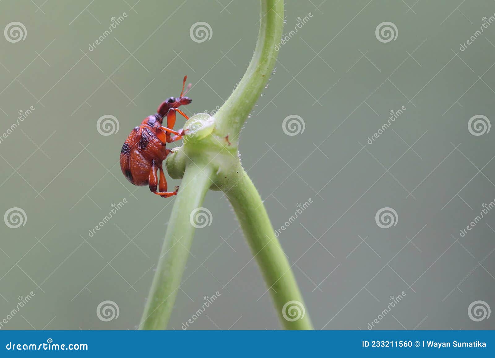 a giraffe weevil is looking for food on a bush.