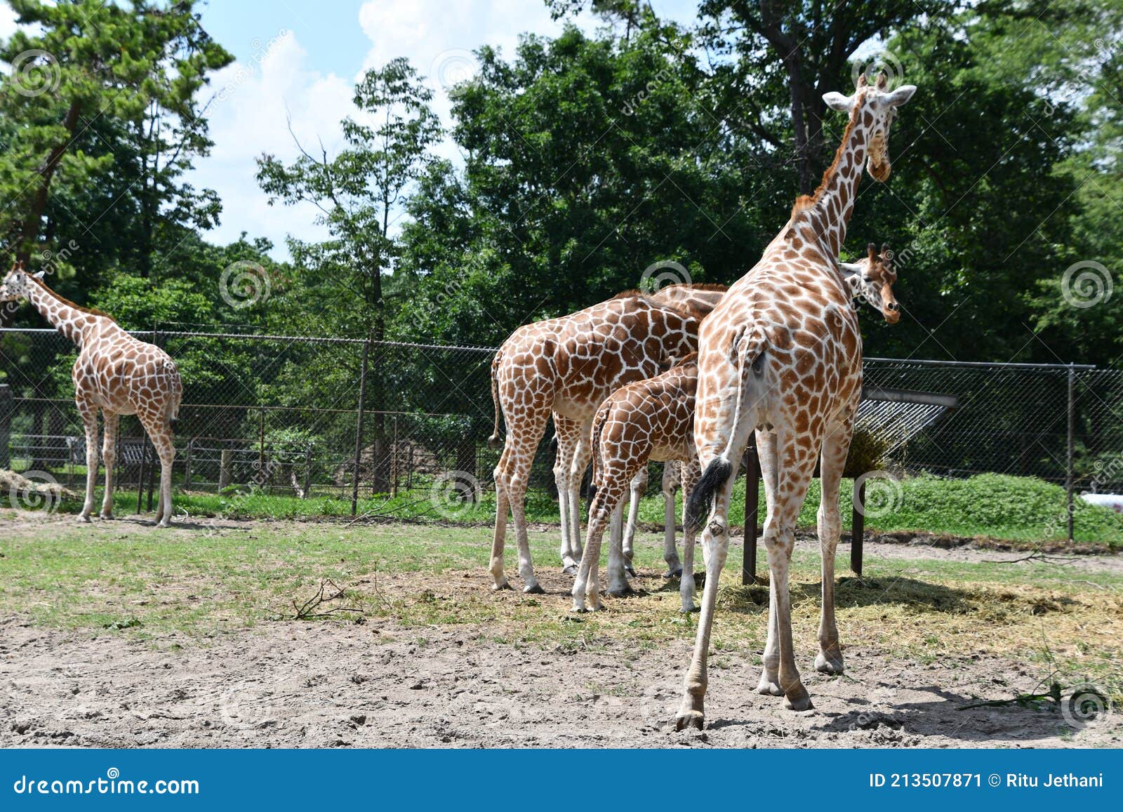 six flags safari drive through six flags safari drive through