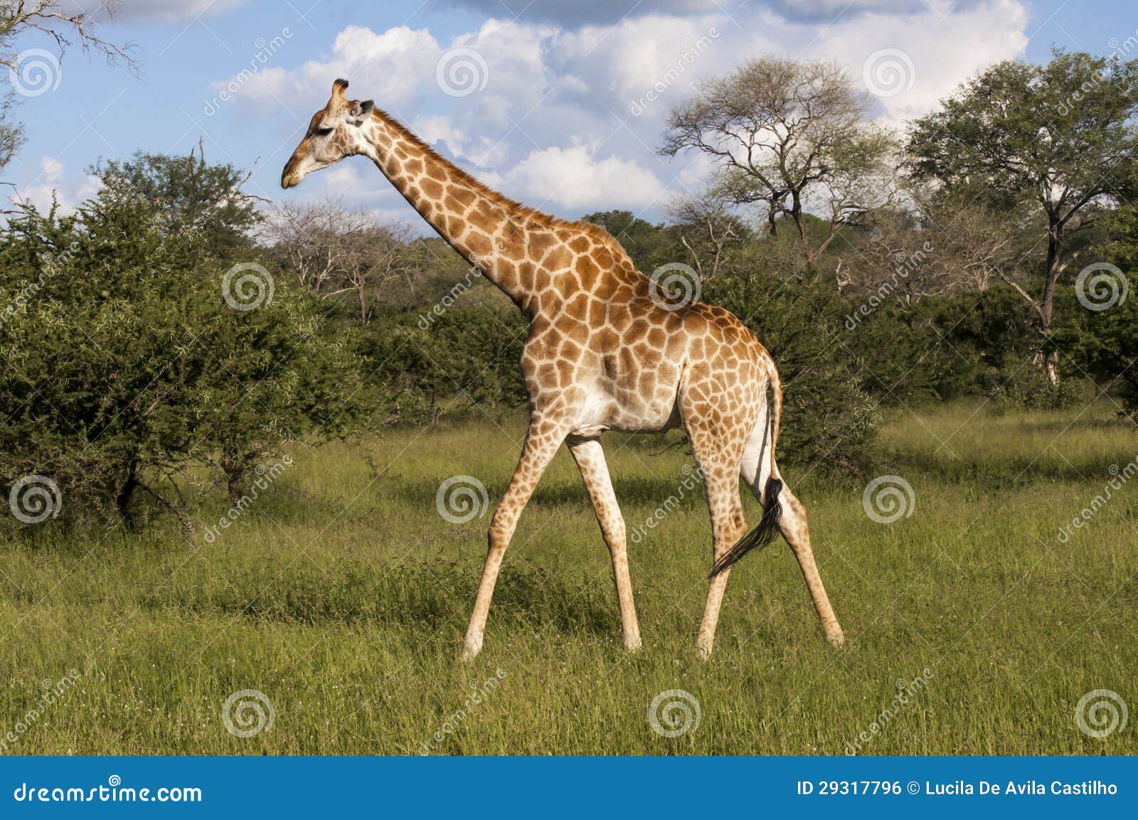 giraffe in the wilderness in africa