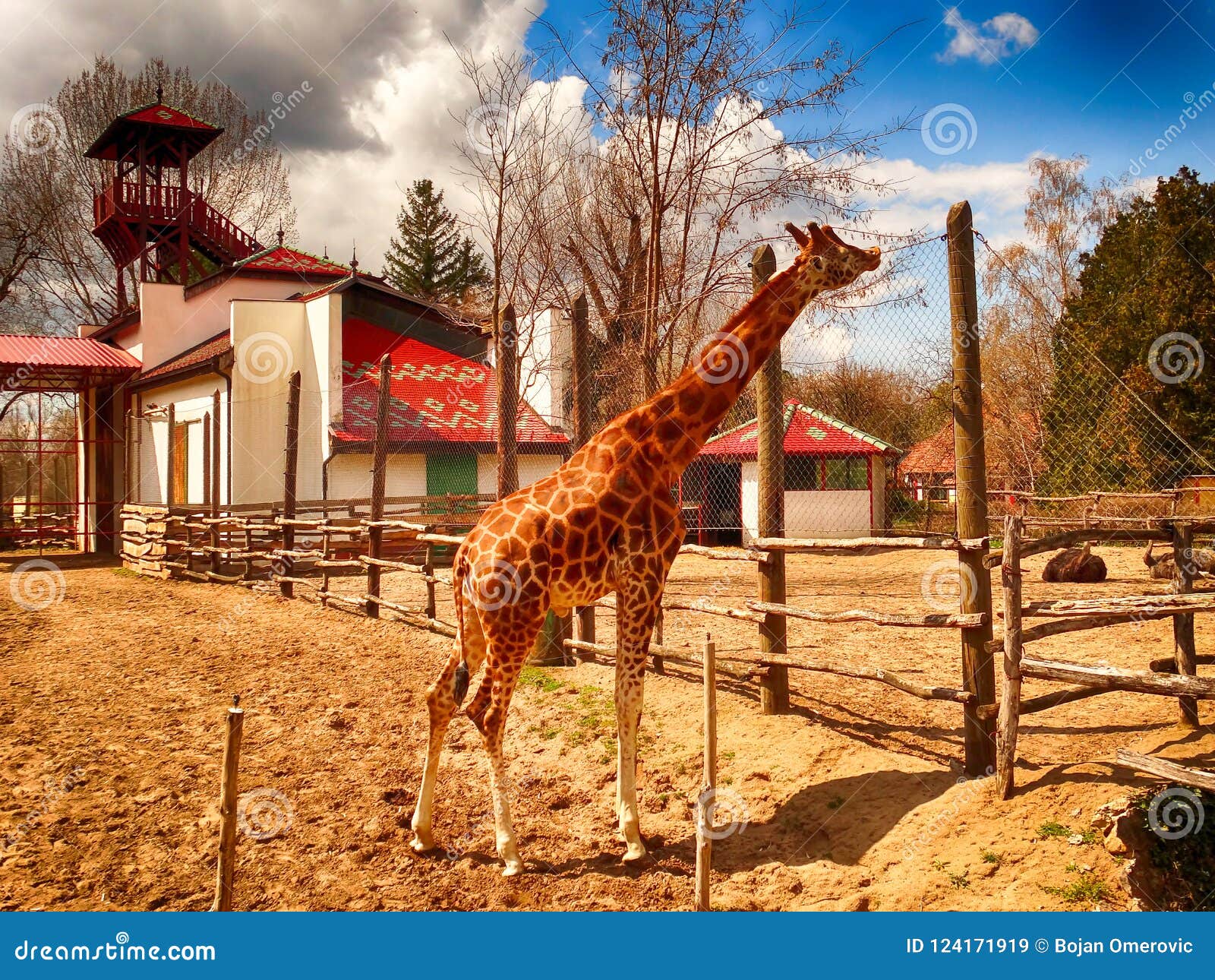 Giraffe in zoo stock image. Image of neck, color, animals - 124171919 Giraffe in zoo stock image. Image of neck, color, animals - 124171919
