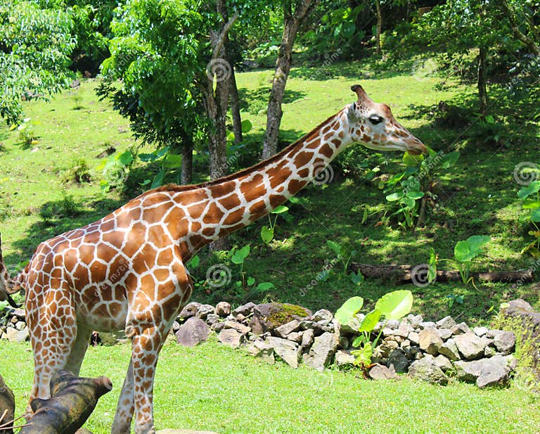 A giraffe in the zoo stock photo. Image of herbivore - 242333472