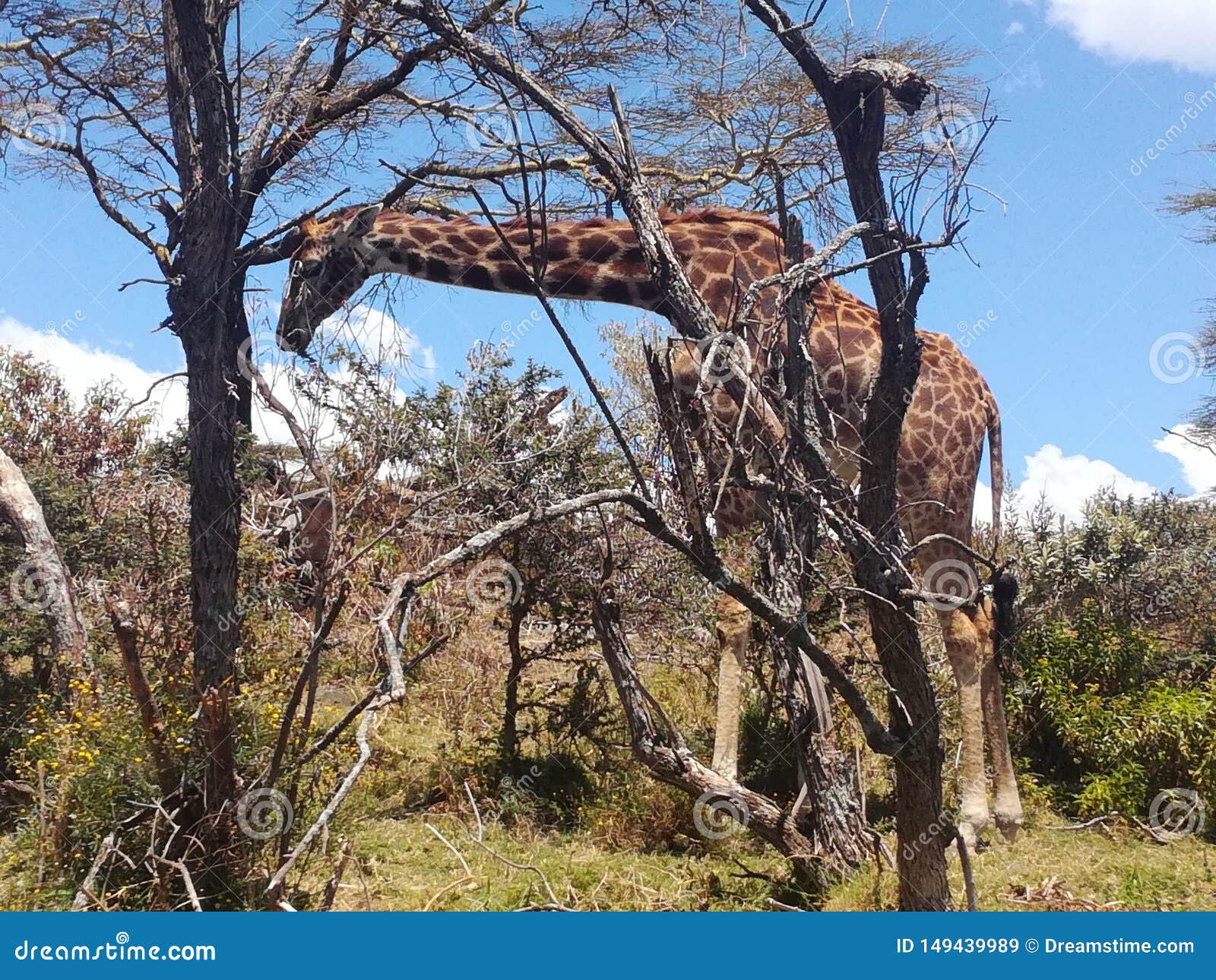 Giraffe, λίμνη Naivasha Κένυα. Αυτό είναι giraffe στο φυσικό βιότοπό του στη λίμνη Naivasha Κένυα, που λαμβάνεται από την άποψη ενός βαρκών γύρου στη λίμνη