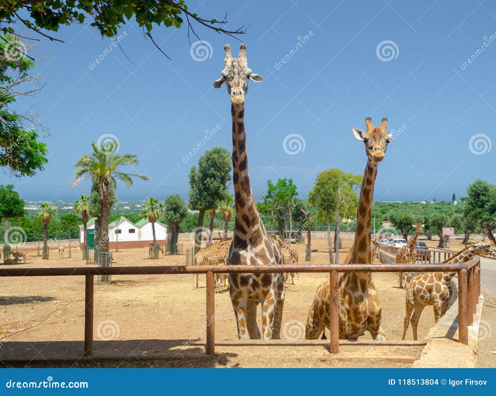Giraffe στο ζώο σαφάρι, άγρια φύση, φύση, αφρικανικό άγριο θηλαστικό Giraffe στο ζωολογικό κήπο Ιταλία σαφάρι apulia Fasano