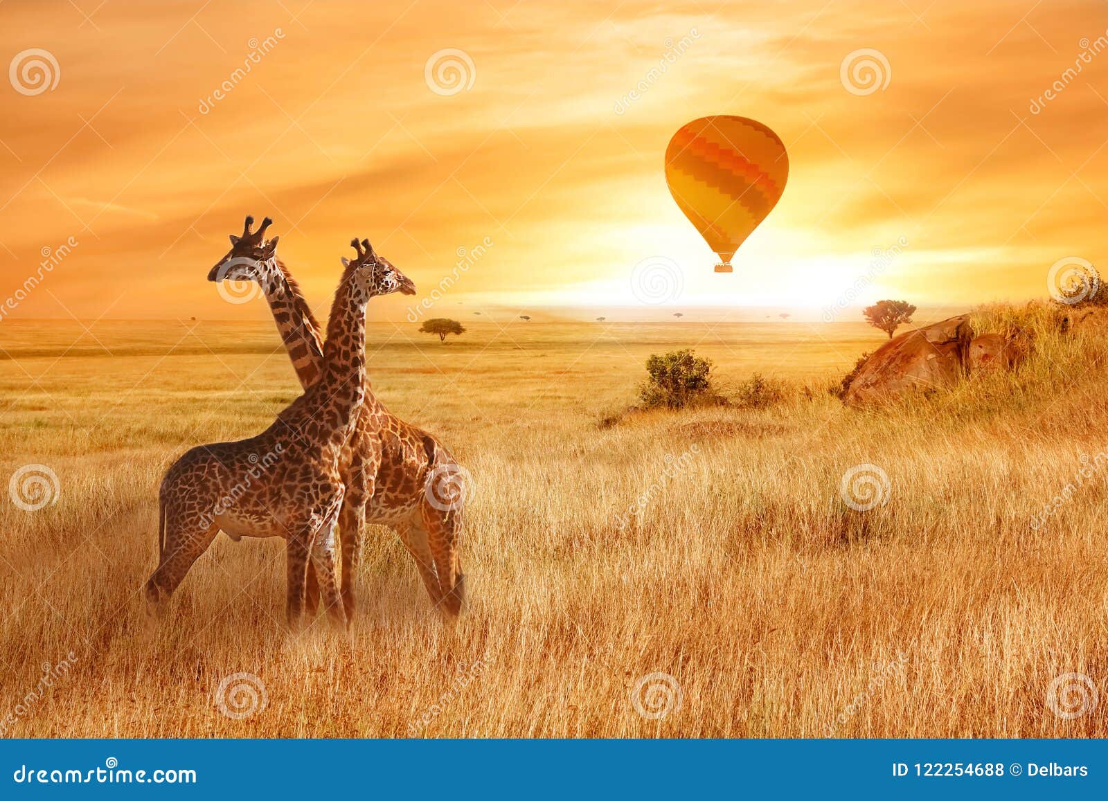giraffes in the african savanna against the background of the orange sunset. flight of a balloon in the sky above the savanna. afr