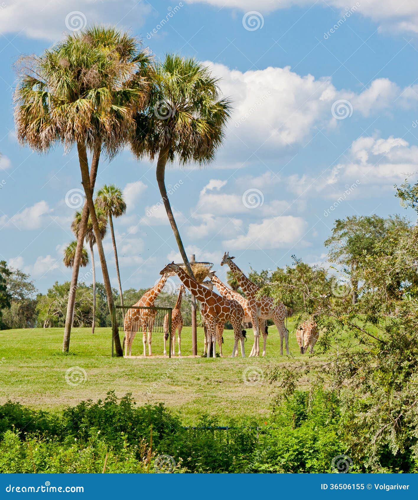 Giraffes in Animal Kingdom Park. Stock Image - Image of palm, eating