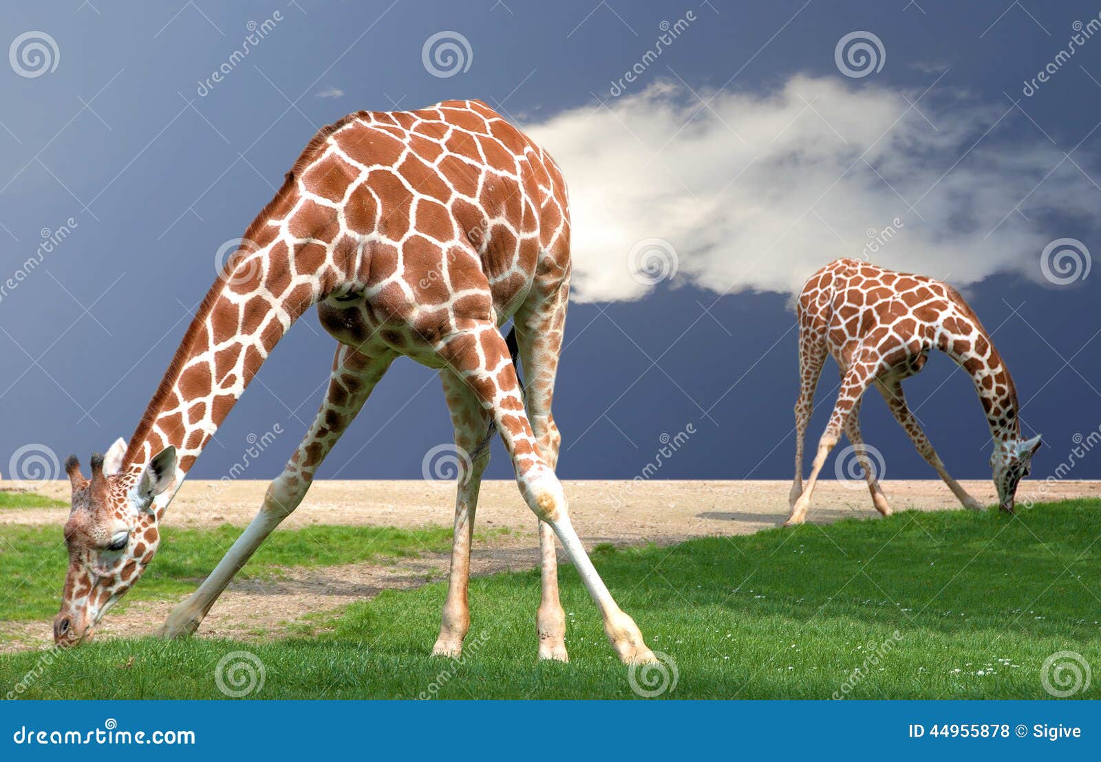 giraffes bending
