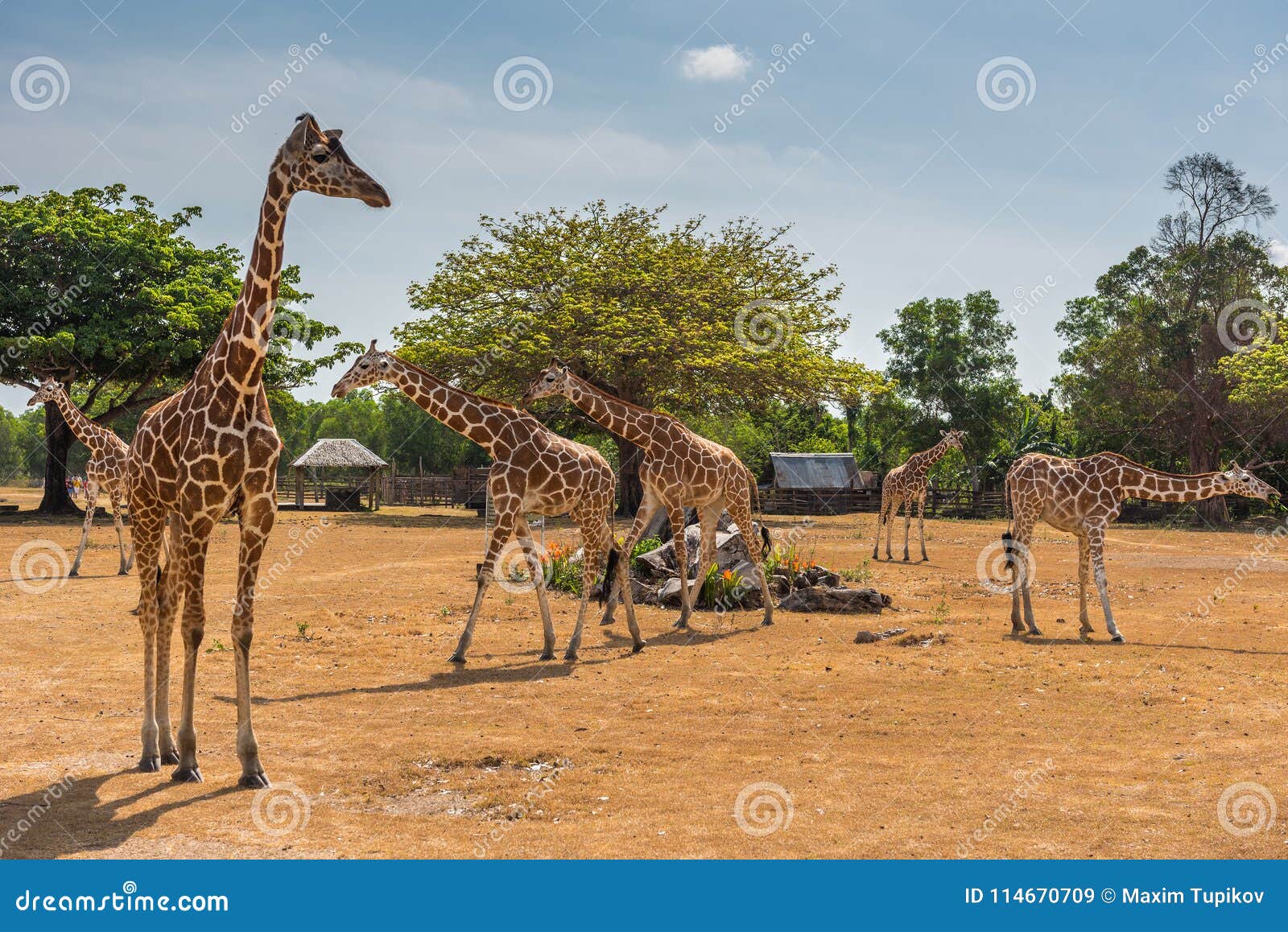 Giraffes at Calauit Island Game Preserve and Wildlife Sanctuary Stock Image  - Image of animal, contact: 114670709