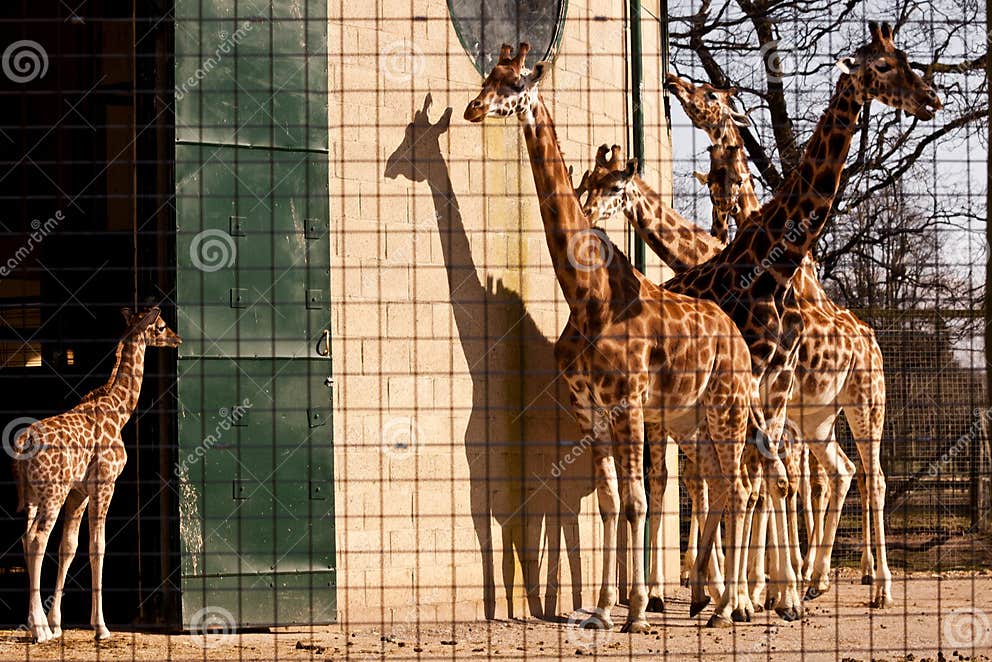 Giraffes in captivity. stock image. Image of creature - 23991625