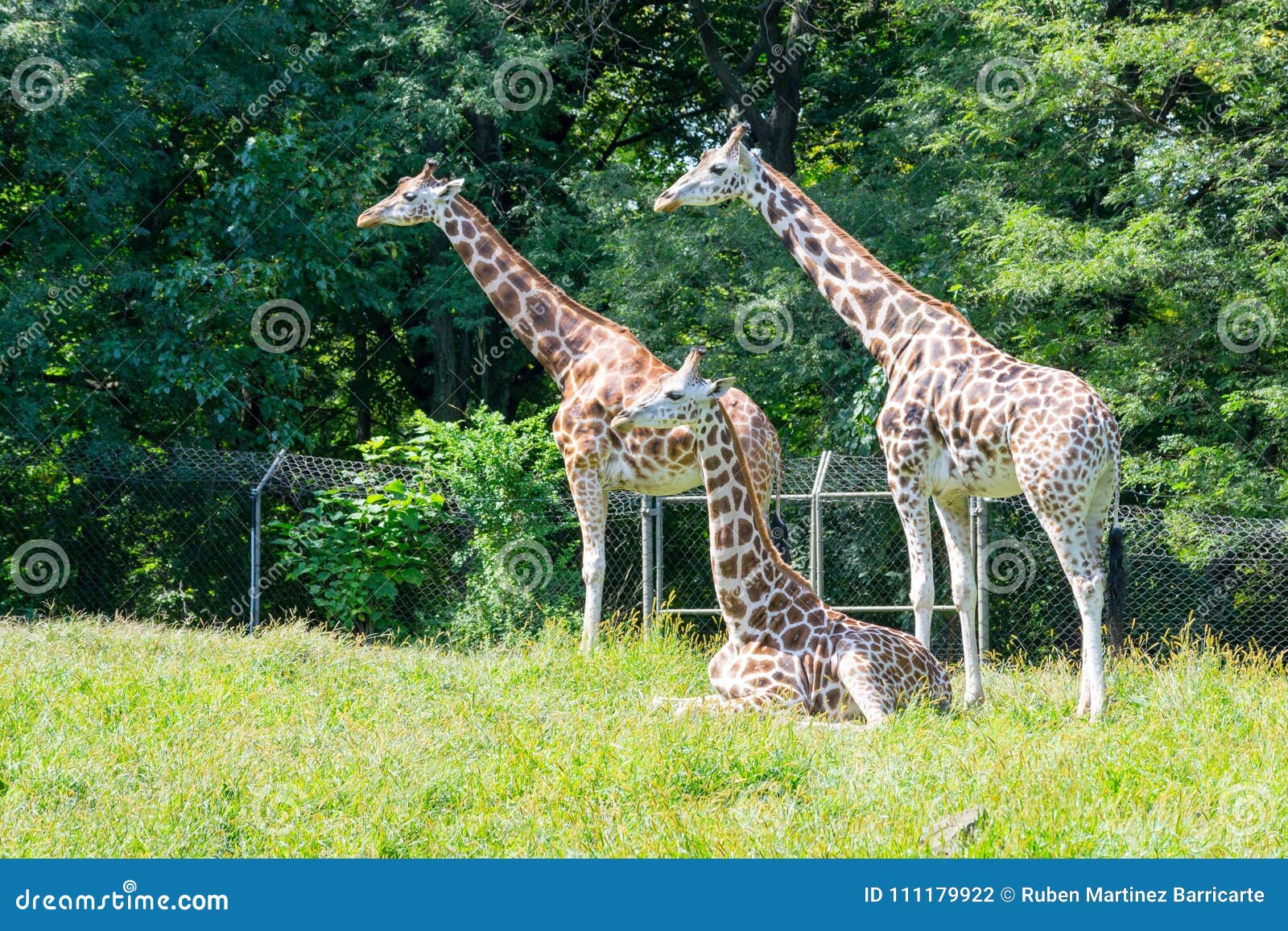 Giraffes in captivity stock photo. Image of biodiversity - 111179922