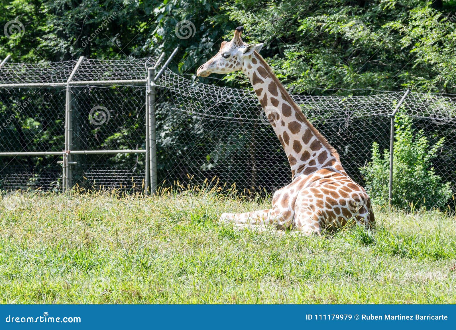 Giraffes in captivity stock image. Image of pattern - 111179979