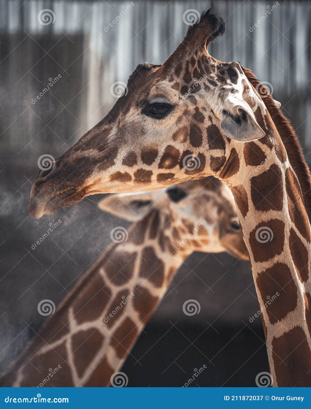 Giraffes in captivity stock image. Image of safari, captivit - 211872037