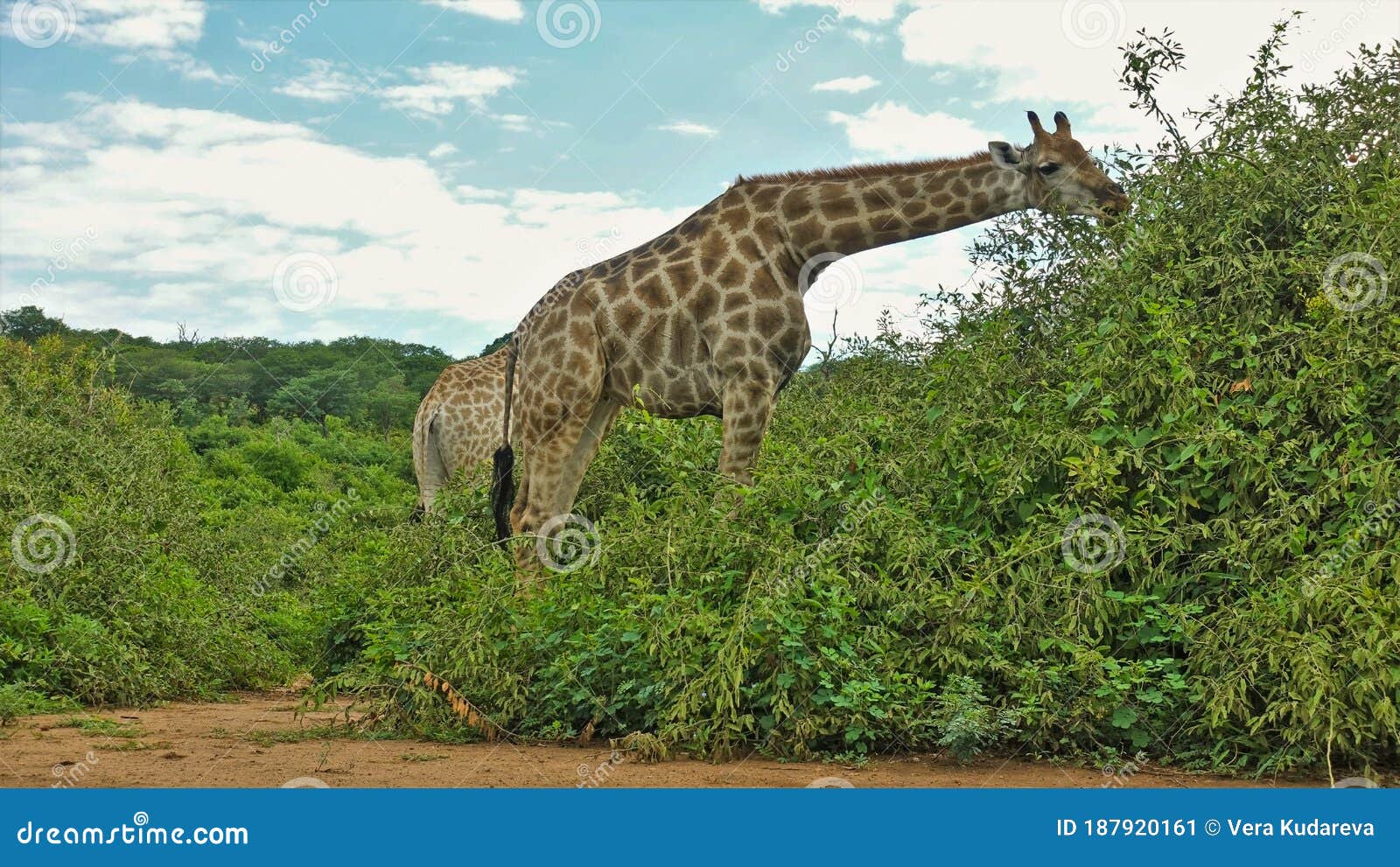 Giraffes In The Zoo Up Close Look Royalty-Free Stock Photo