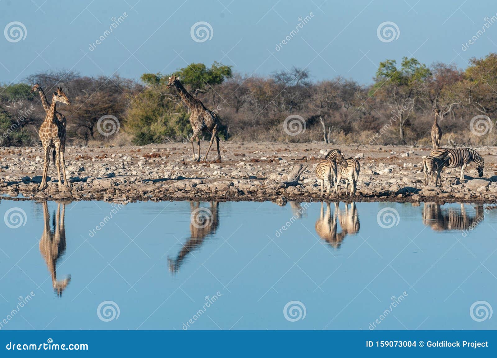 giraffes drinking at a waterhole