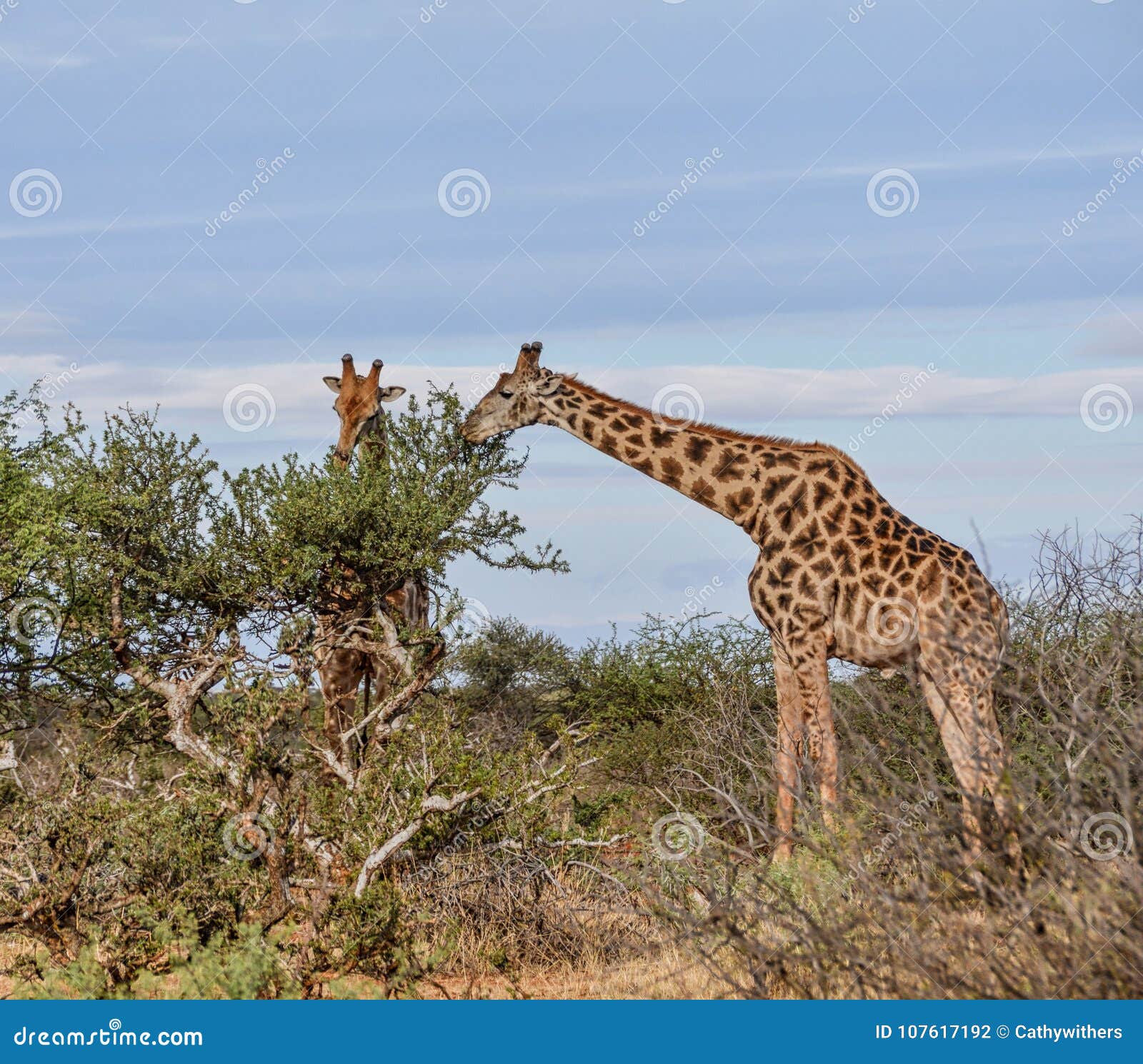 Top 97+ Images what eats a giraffe in the savanna Updated