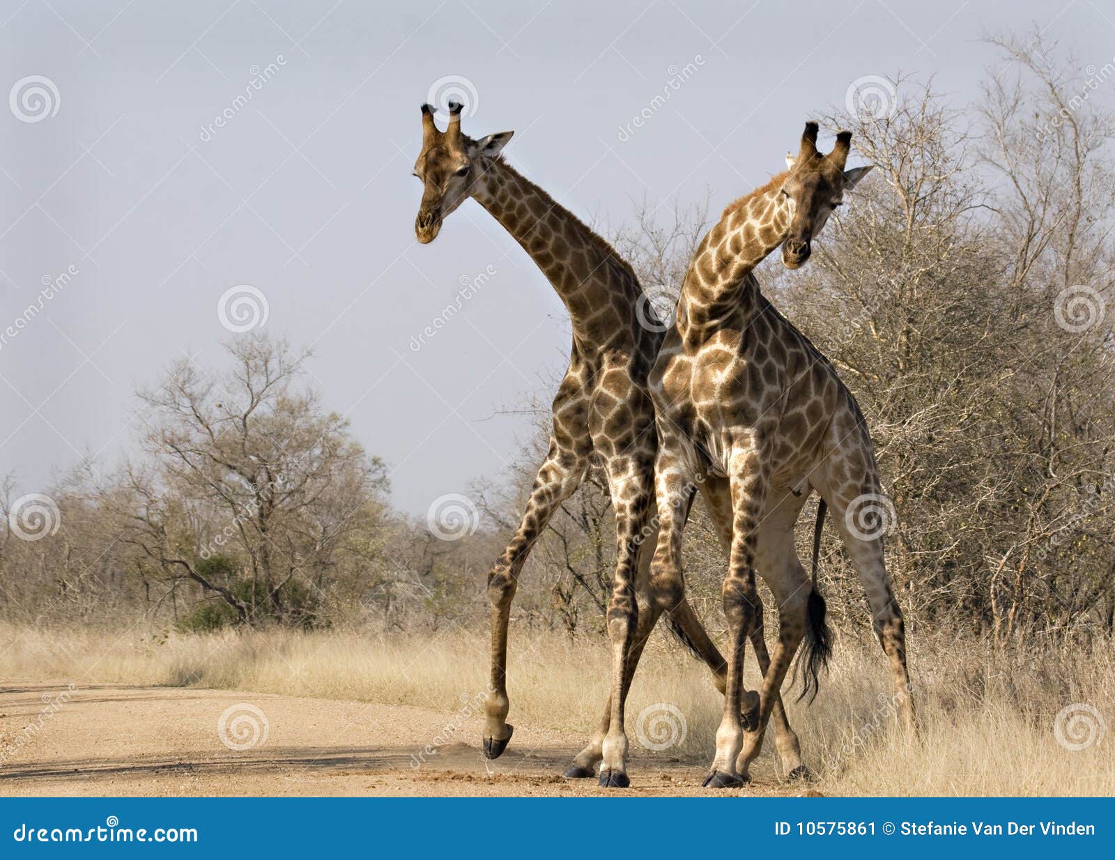 Giraffes Fighting in Kruger Stock Image - Image of battle, mammal: 10575861, image size:1600x1234