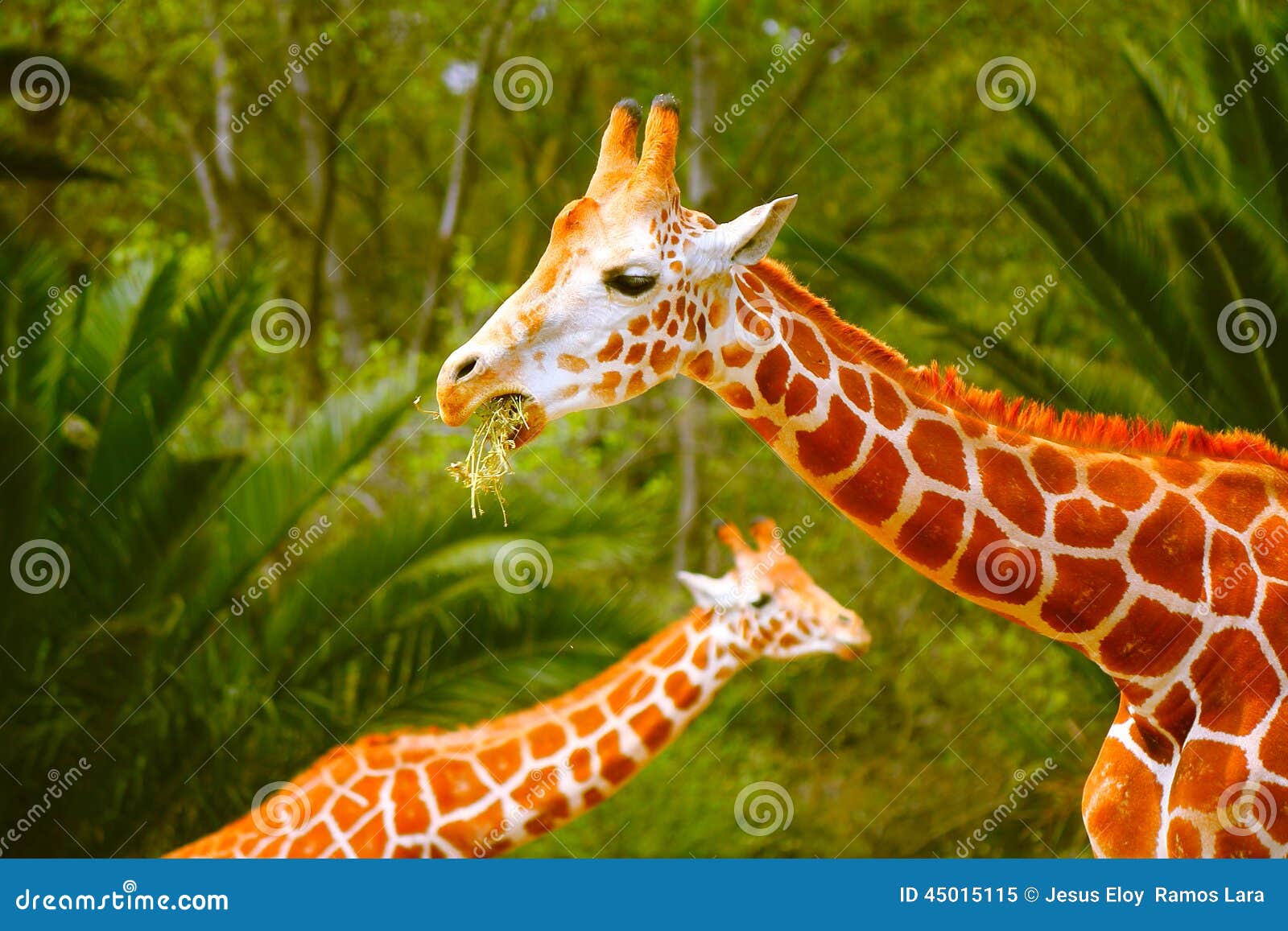 giraffes in chapultepec zoo, mexico city.  iii