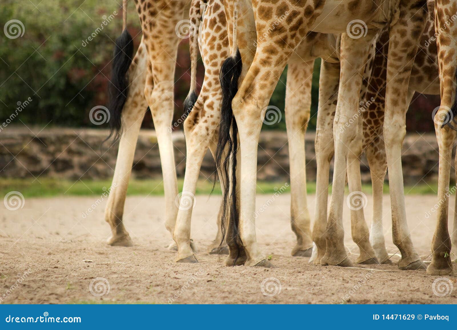Giraffes legs stock image. Image of long, tail, garden 14471629