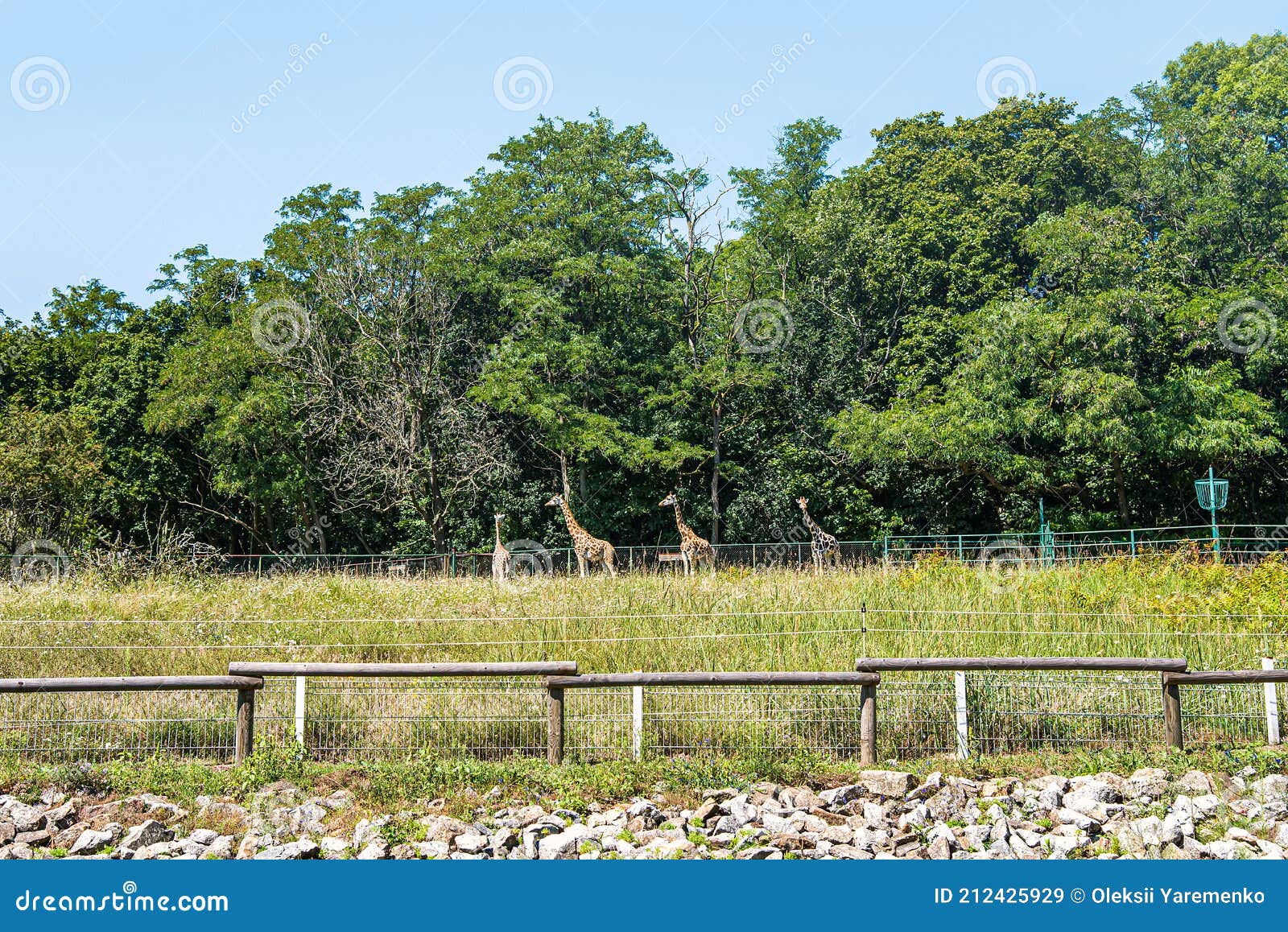 Giraffes Live in a Zoo, in an Open Area Stock Image - Image of