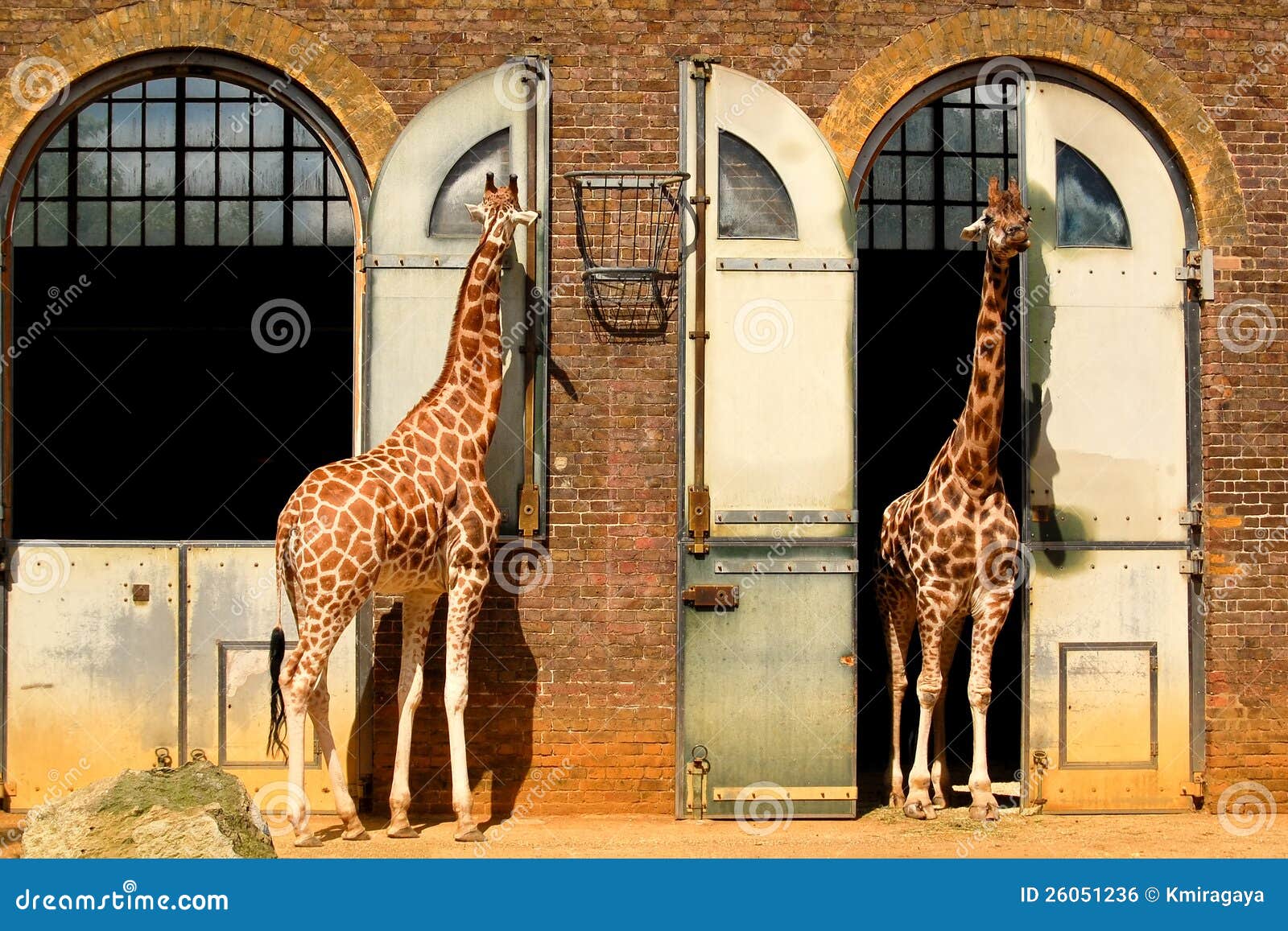 giraffes at the london zoo