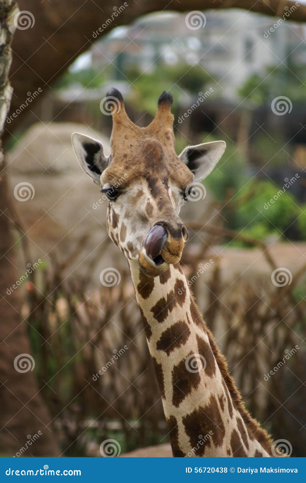 Giraffes. Manners, Behavior, Communication Stock Photo - Image of