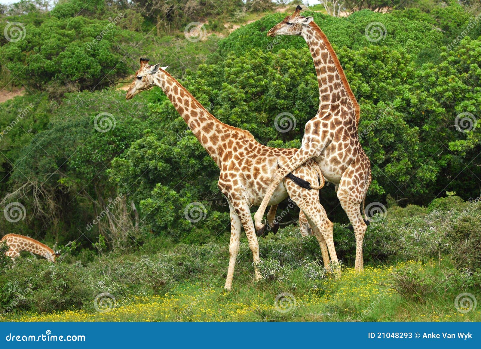 Giraffes mating stock image. Image of mate, african, giraffe - 21048293
