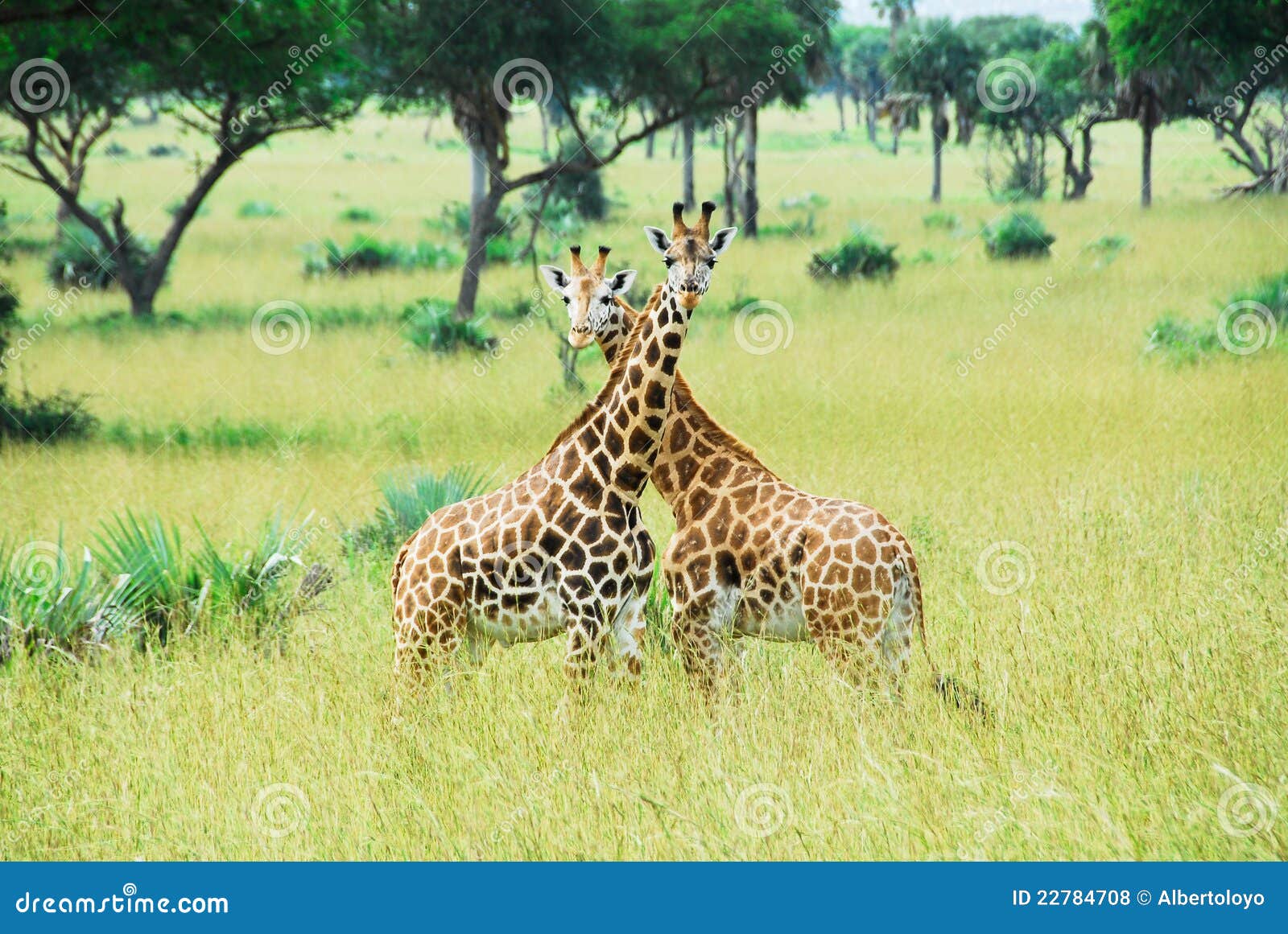 giraffes, murchison falls national park (uganda)