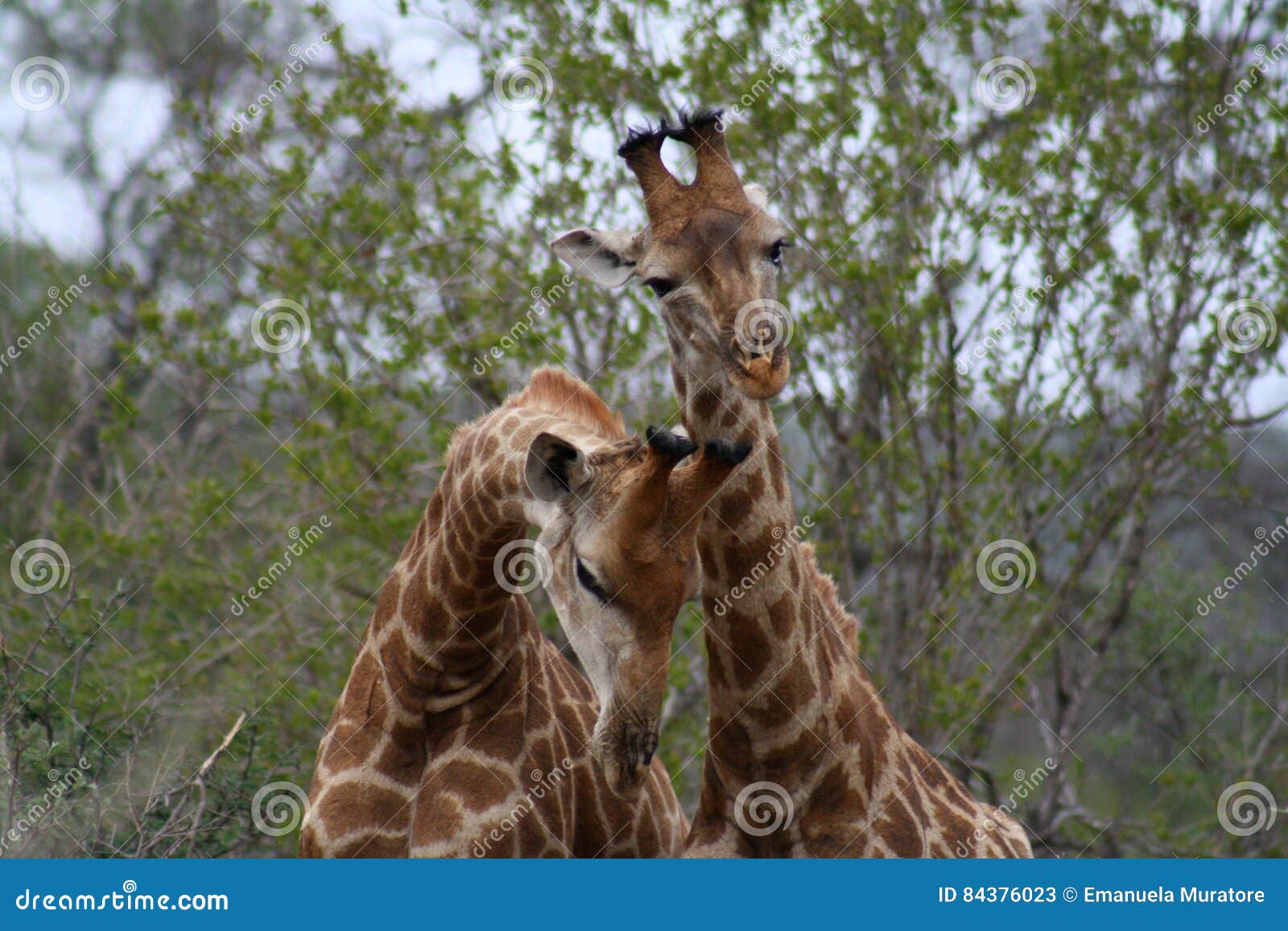 Giraffes Playing Together In A Funny Way In The Savanna – South Africa