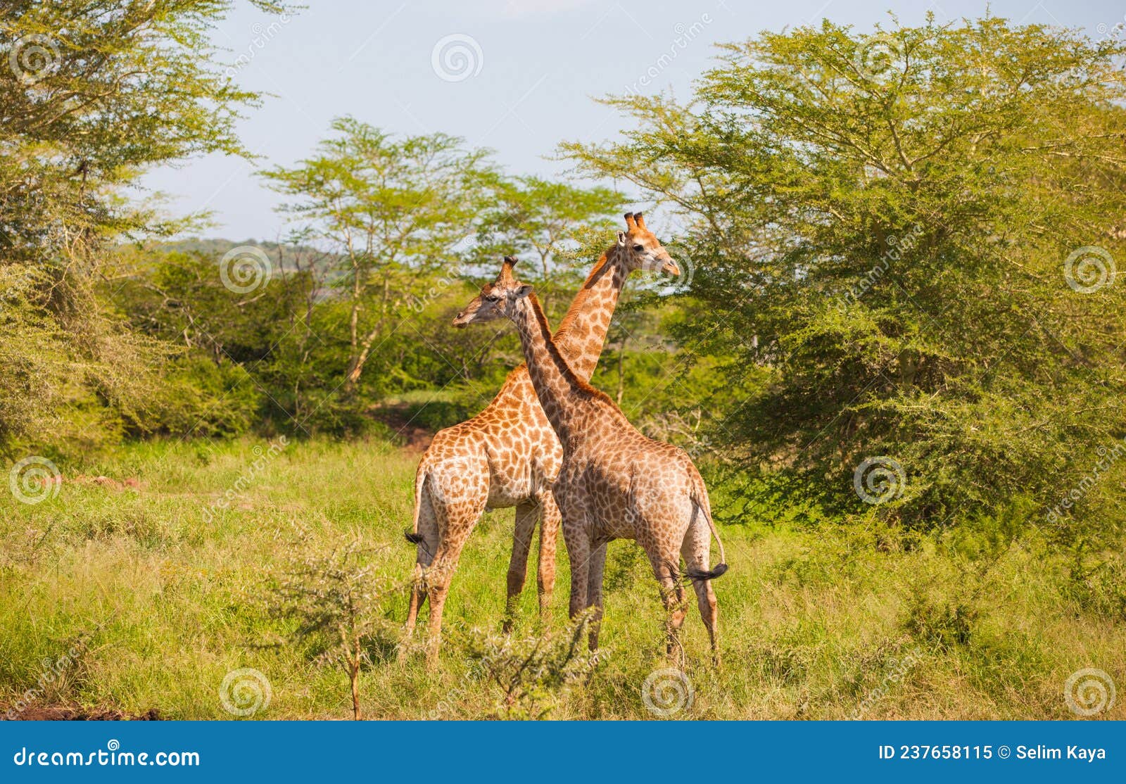 Giraffes On South African Savanna Stock Image | CartoonDealer.com