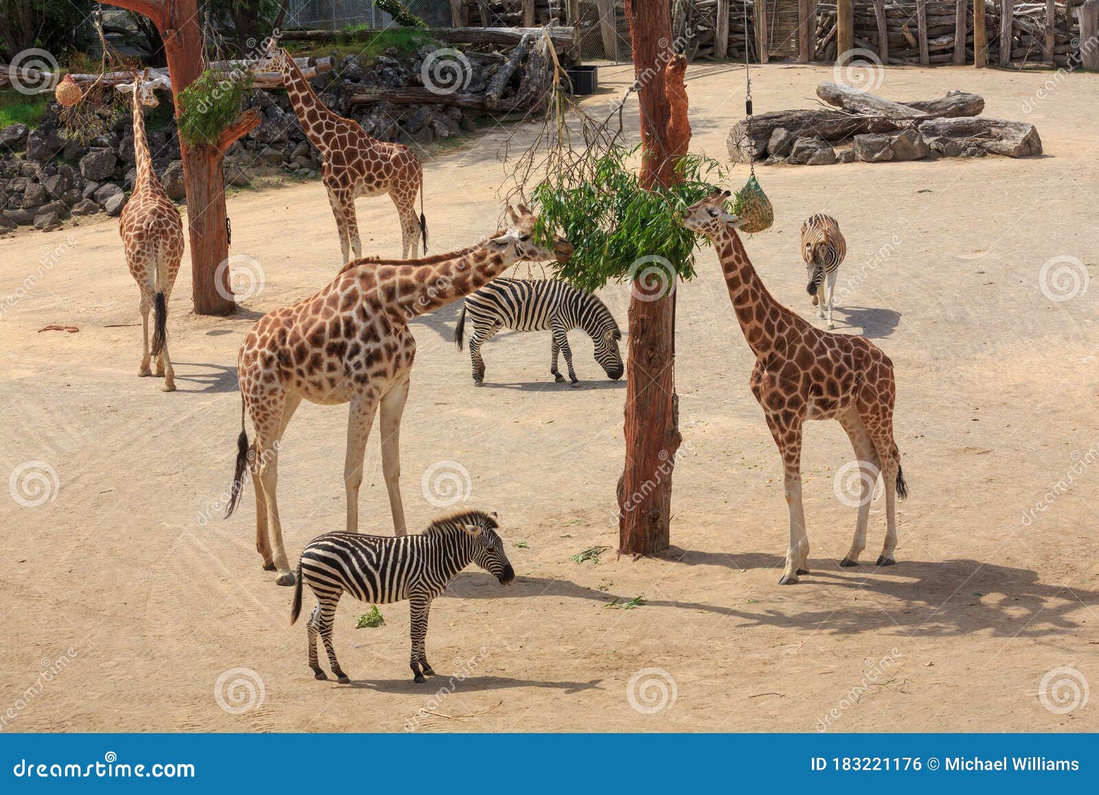 Giraffes and Zebras Living Together at a Zoo Stock Photo - Image of