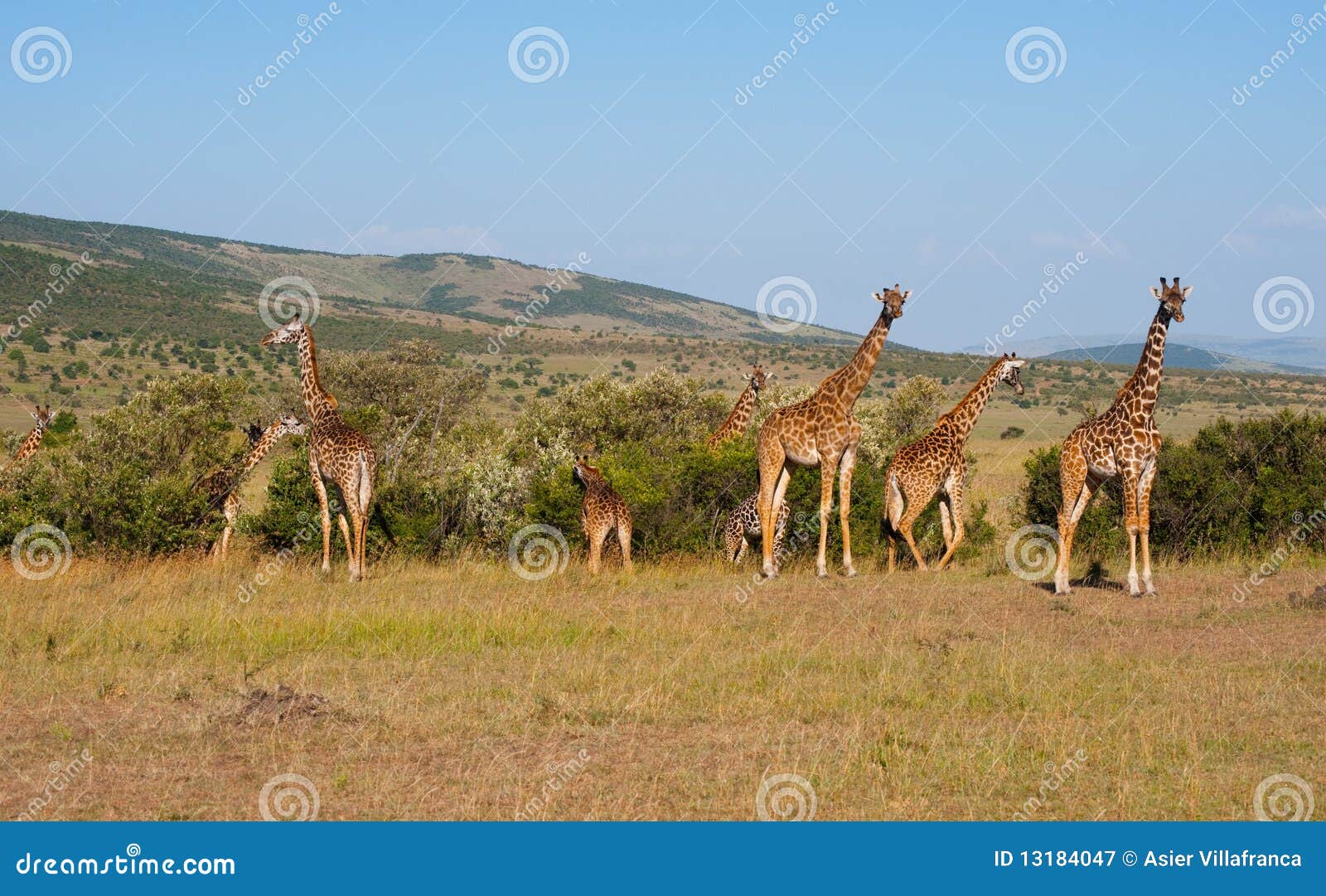 Giraffkenya mara masai. Nationalpark för giraffgruppkenya mara masai