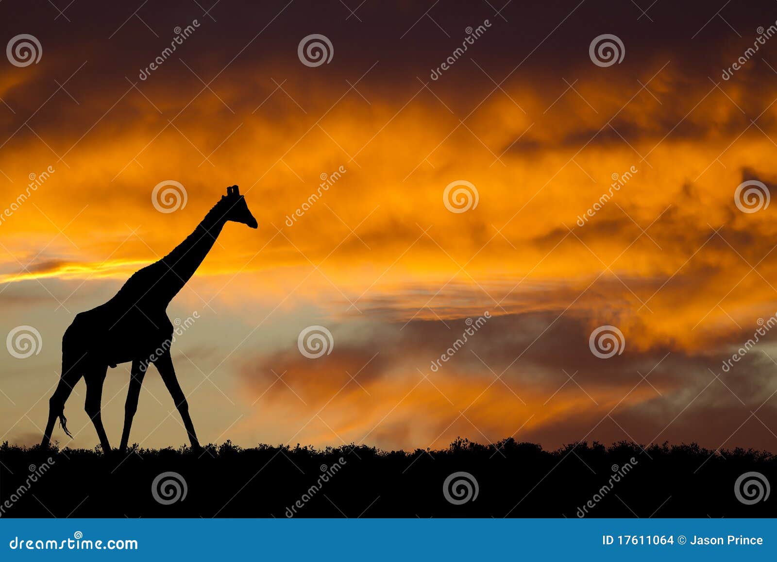 Giraffsilhouette. Afrikanen mot giraff silhouettes solnedgång