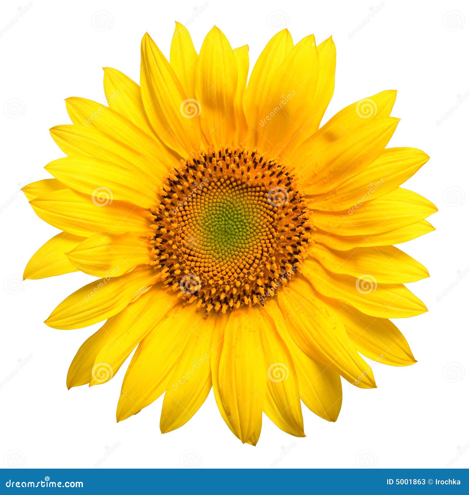 Girasol amarillo brillante imagen de archivo. Imagen de hermoso 5001863