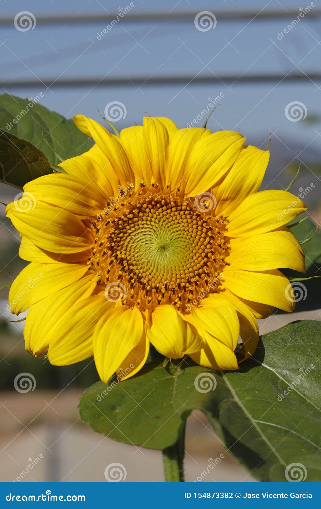 girasol en flor