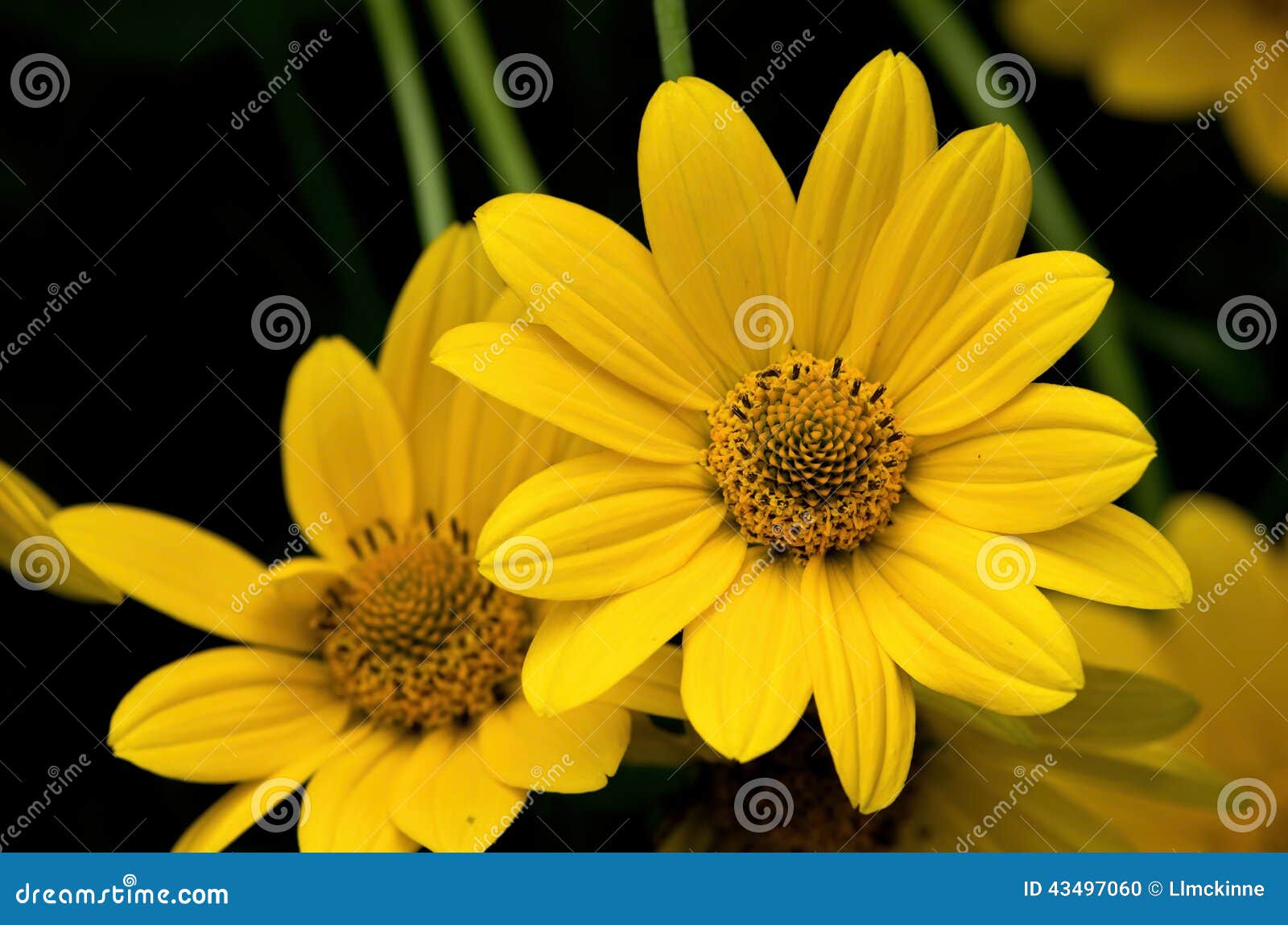 Girasol falso foto de archivo. Imagen de perenne, wildflower - 43497060
