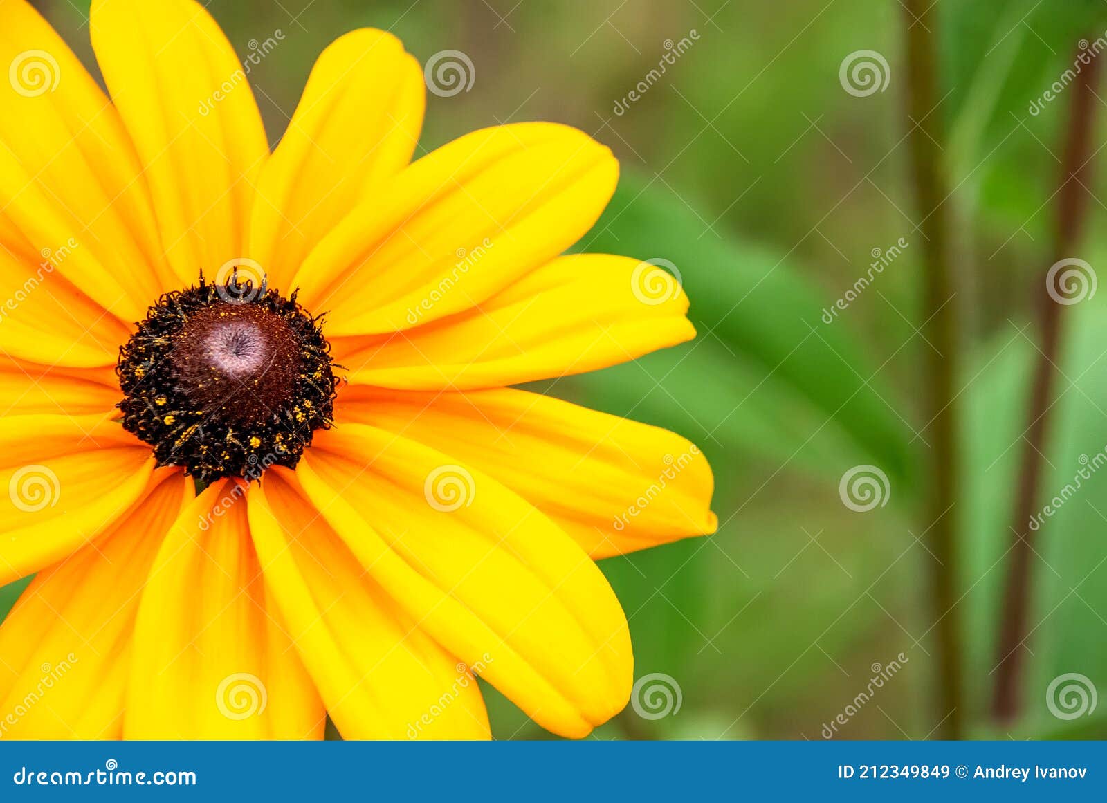 girasol is a flower shot close-up. macro shooting.