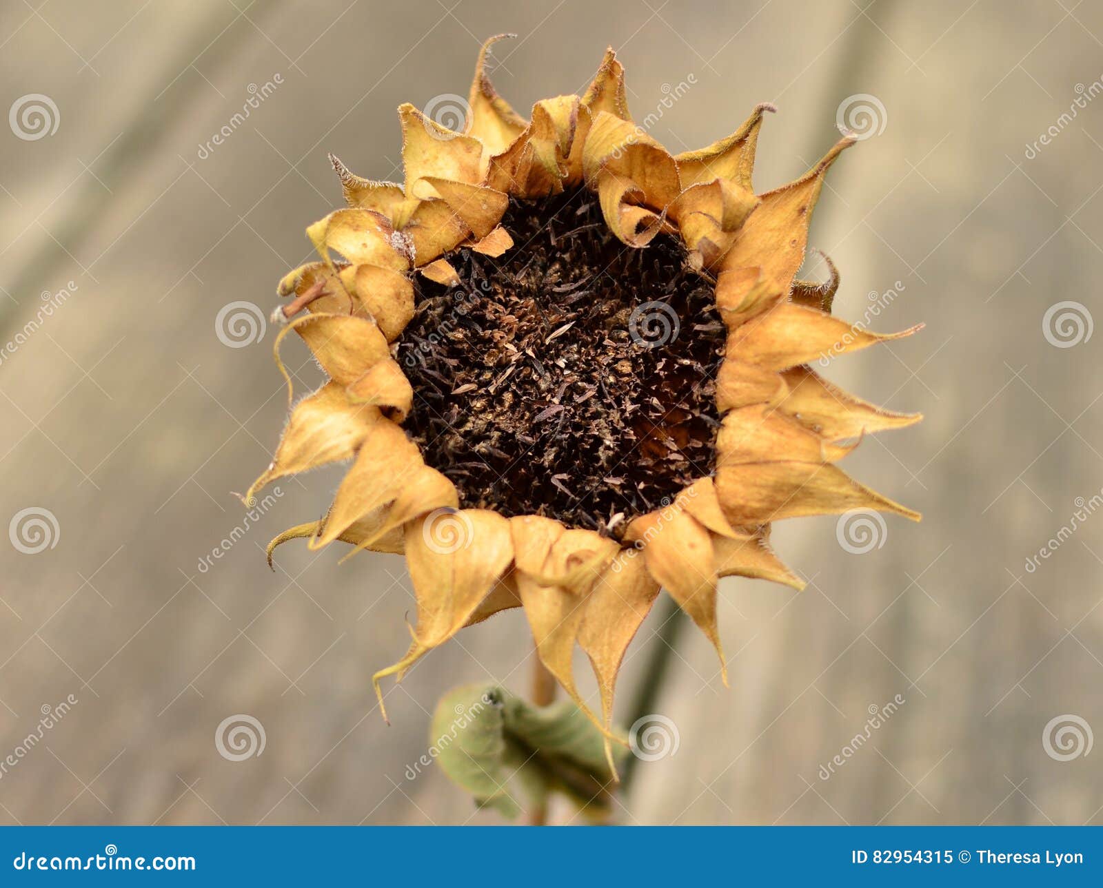 Top 46+ imagen secado de girasol