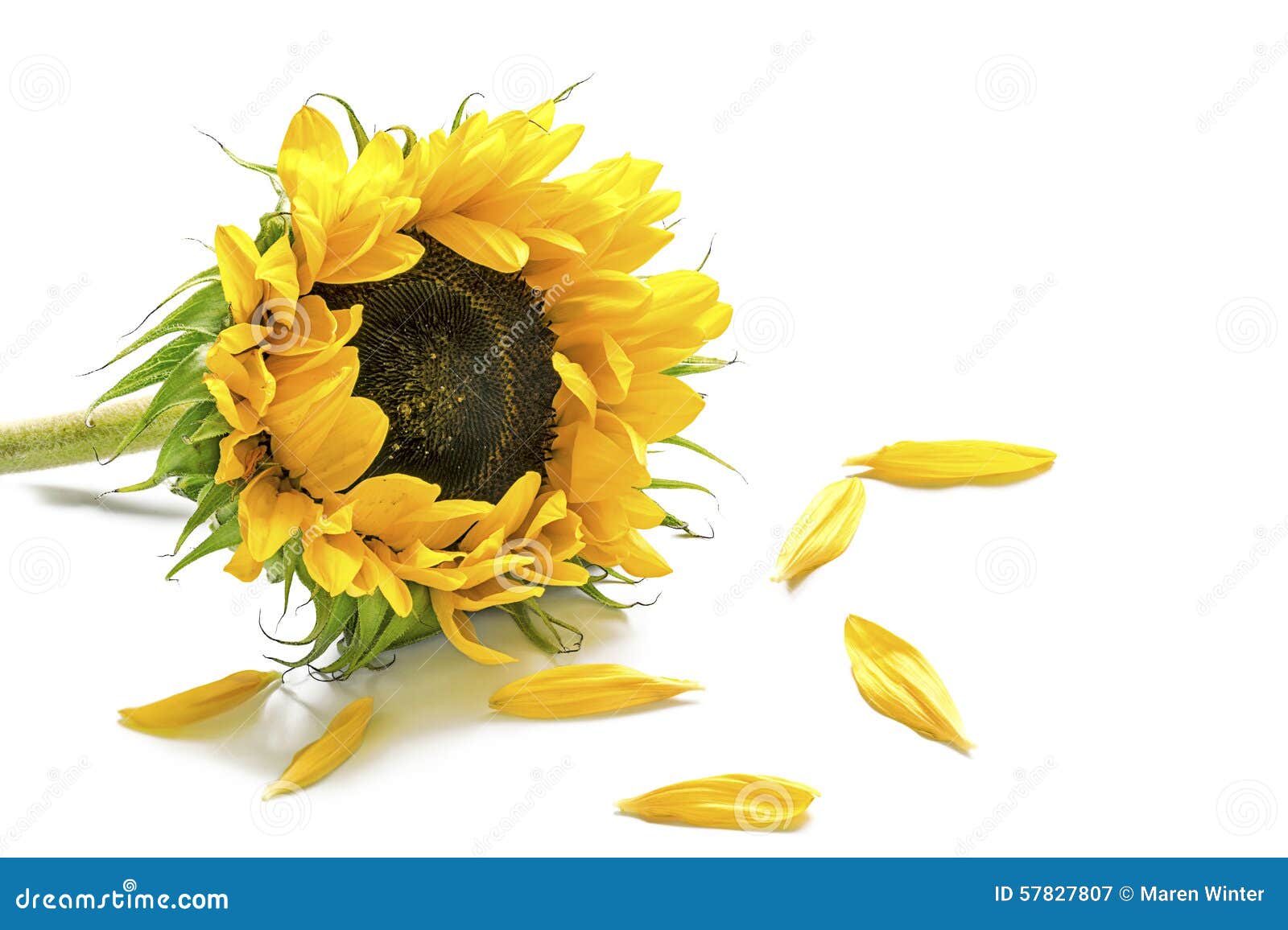 Resultado de imagen para petalos de girasol