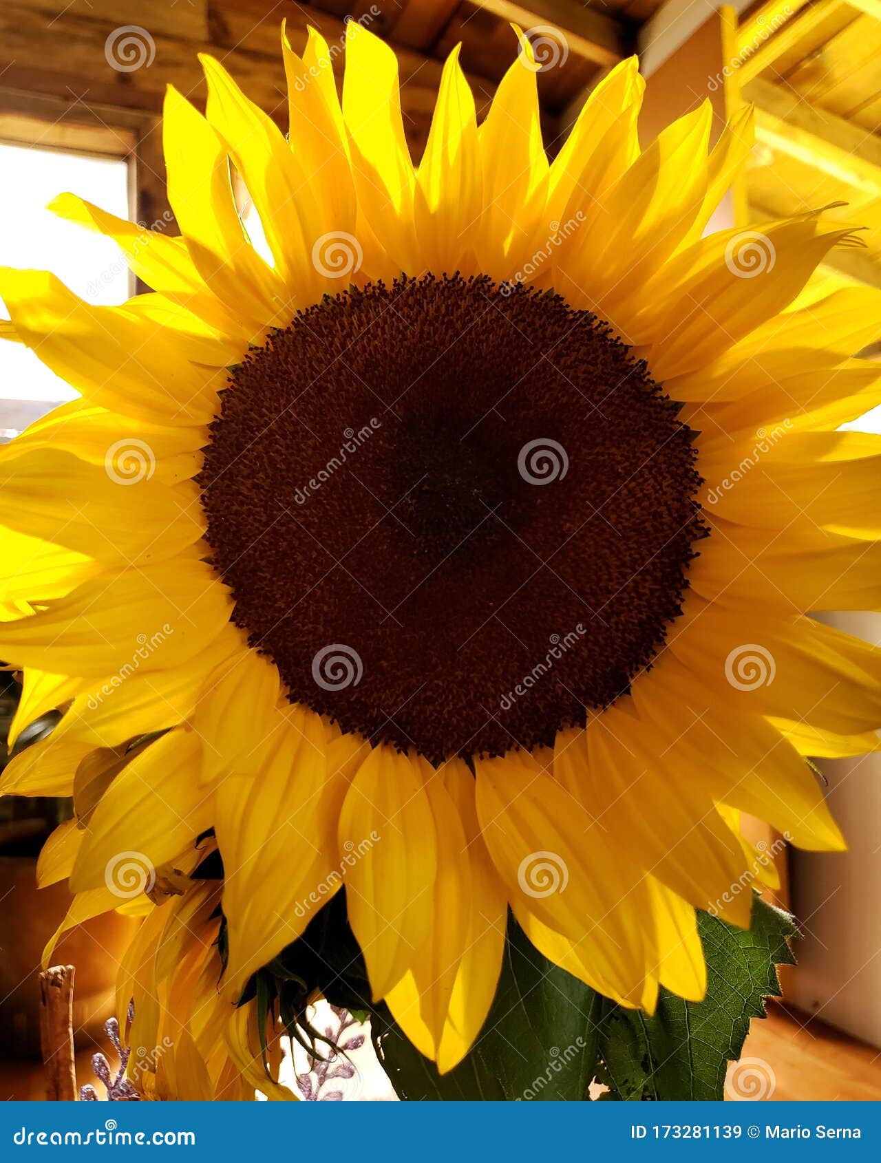 girasol yellow flowers petals garden