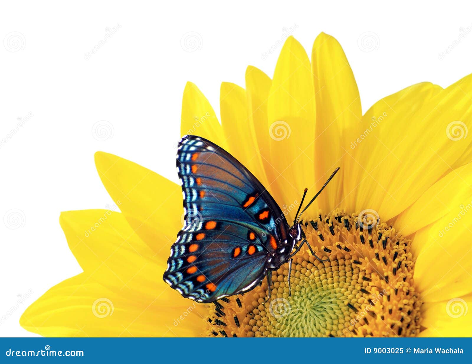 Girasole e farfalla blu immagine stock. Immagine di bellezza - 9003025