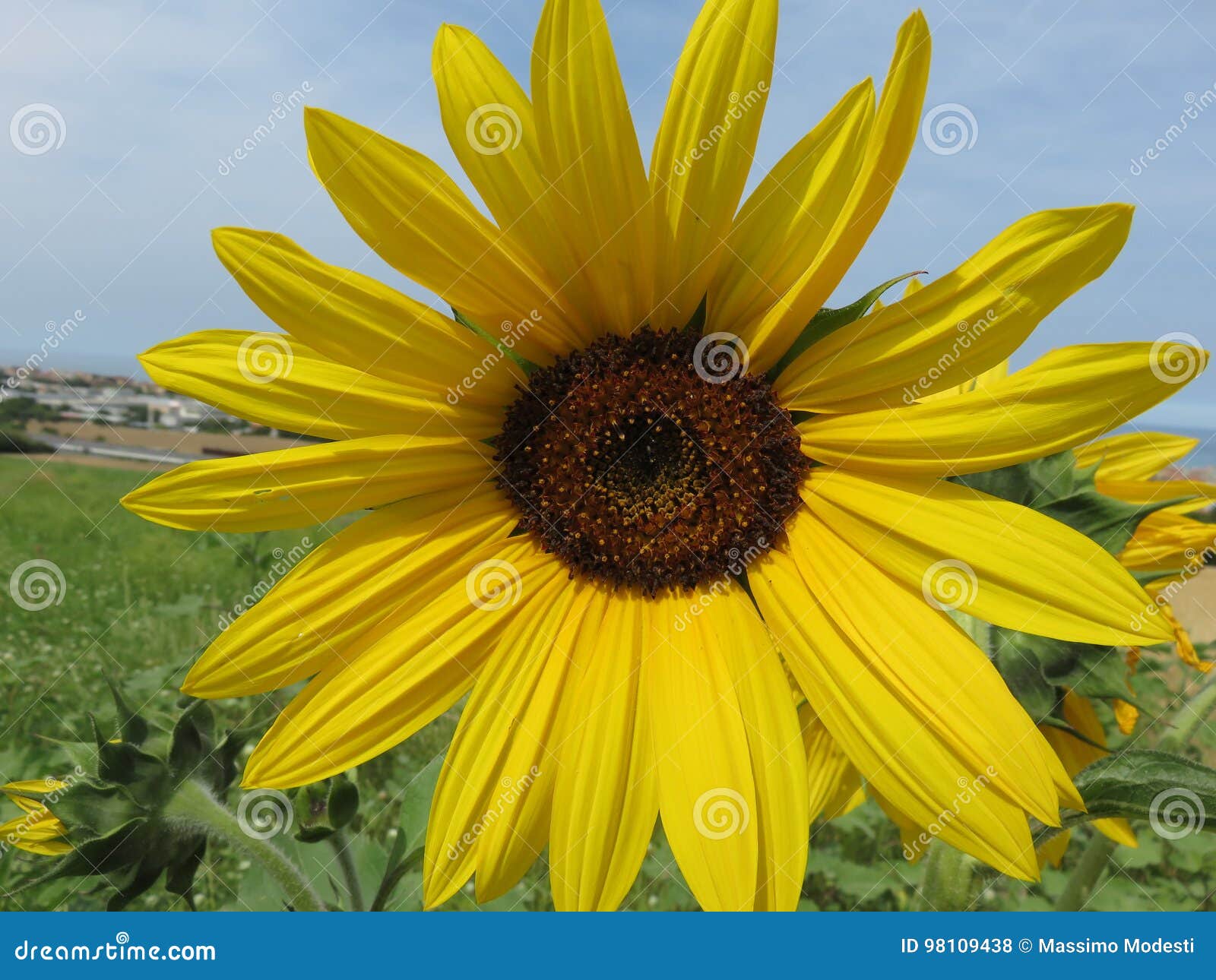 girasole