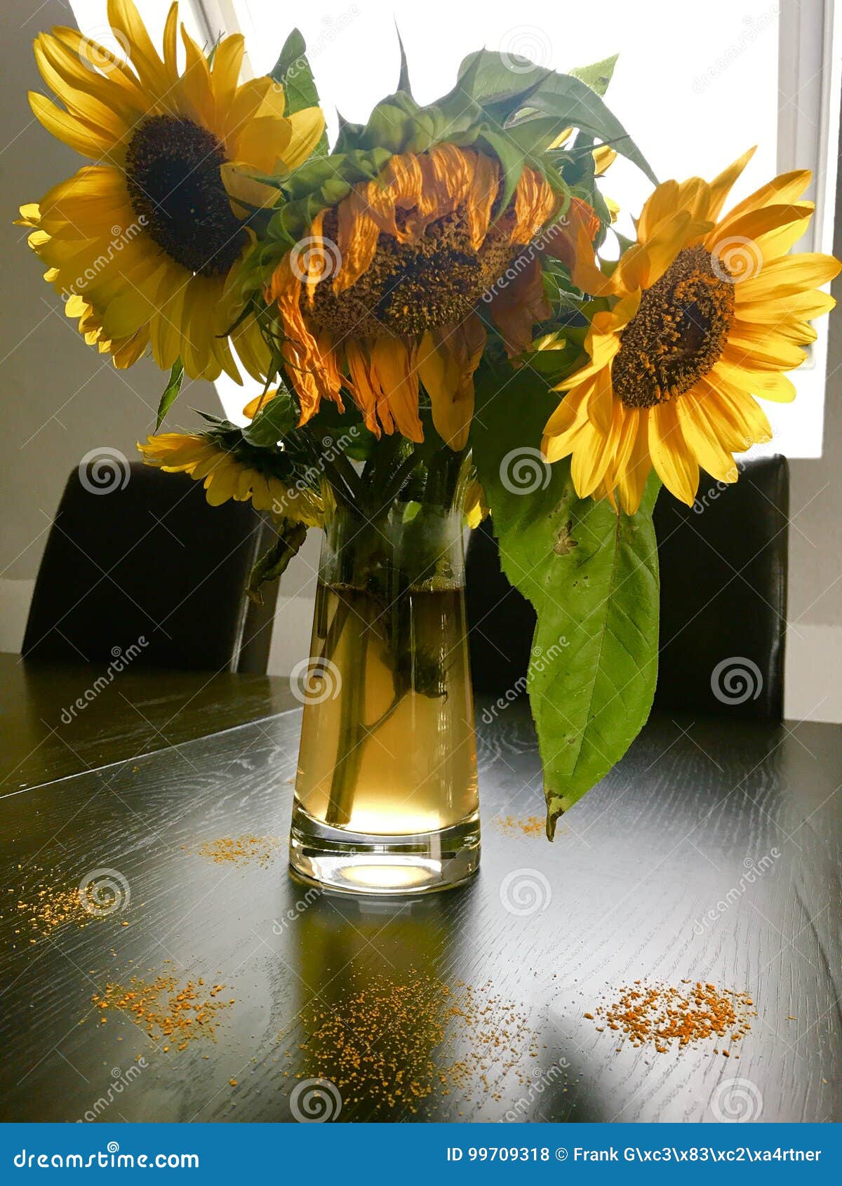 Girasoles Marchitados En El Florero De Cristal Foto de archivo - Imagen de  muerto, cristal: 99709318