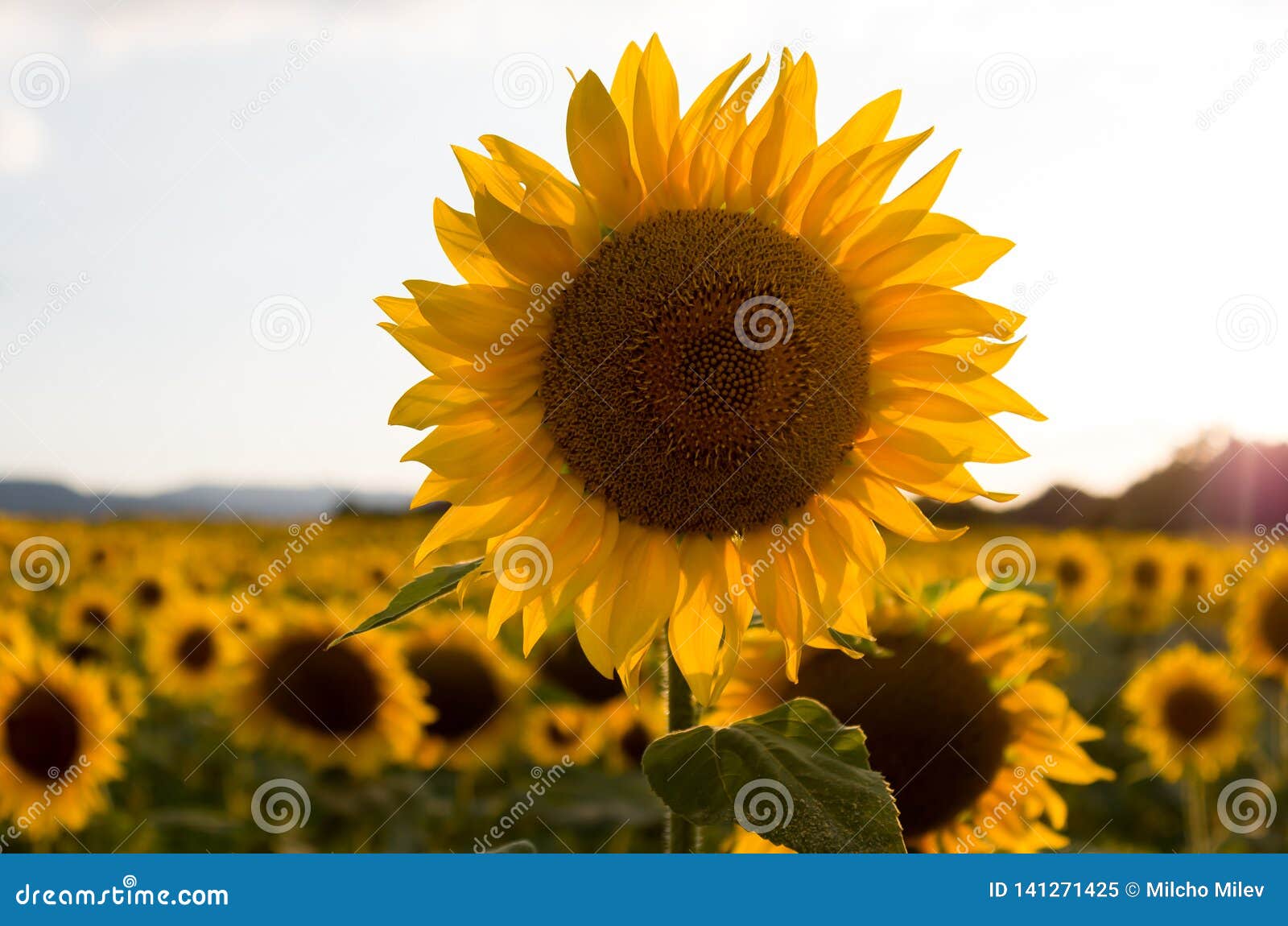 Girasoles Paisaje De Un Girasol Imagen de archivo - Imagen de hermoso,  hoja: 141271425