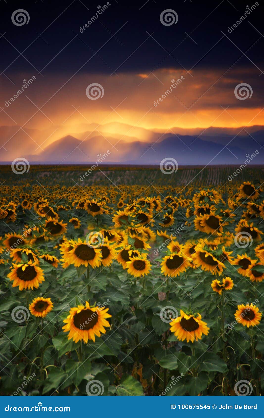 Girasoles tempestuosos. Una tempestad de truenos se considera sobre la rabia delantera de los Colorado Rockies durante puesta del sol mientras que los girasoles gigantes aguardan la lluvia fuera de Denver