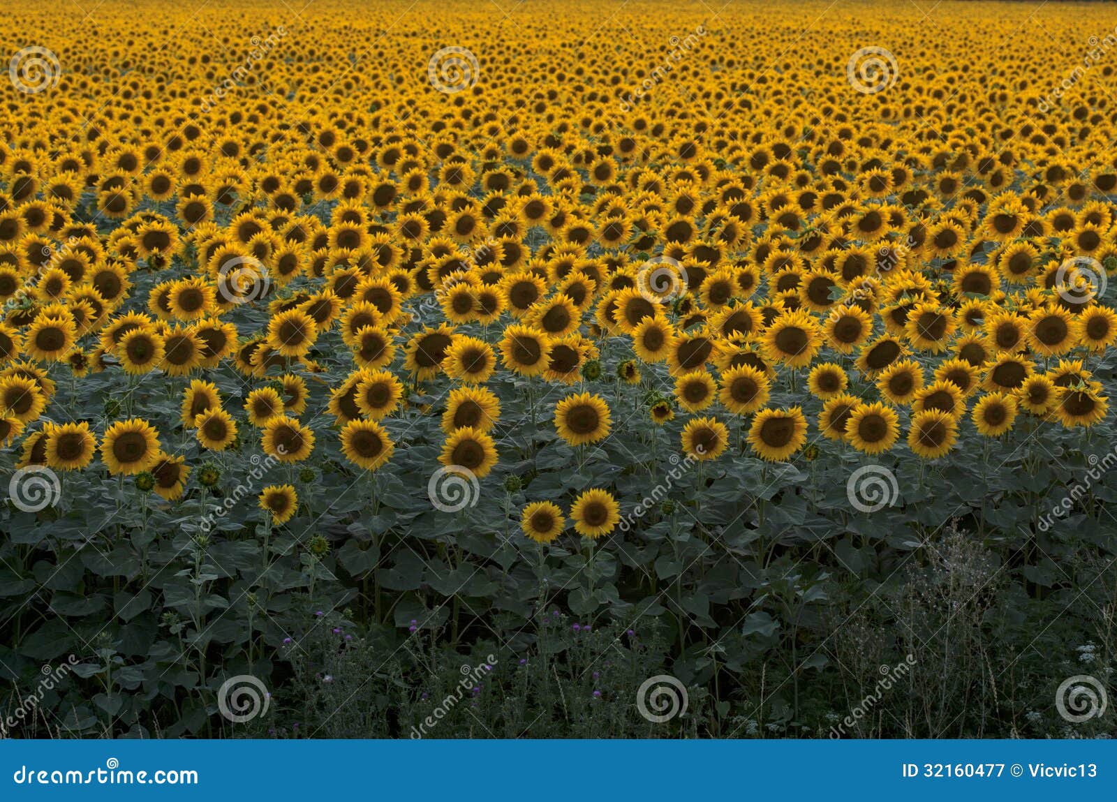 Sfondo naturale di molti girasoli gialli