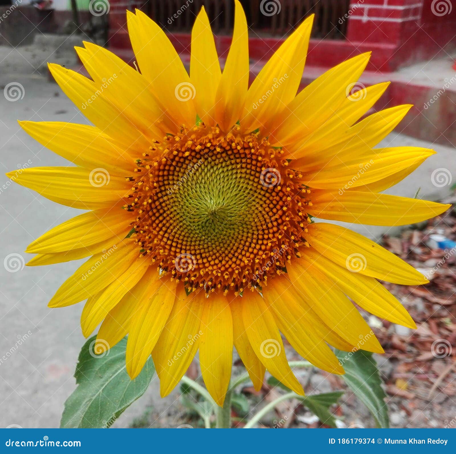 Girassol é Uma Flor Muito Bonita Foto de Stock - Imagem de verde, azul:  186179374