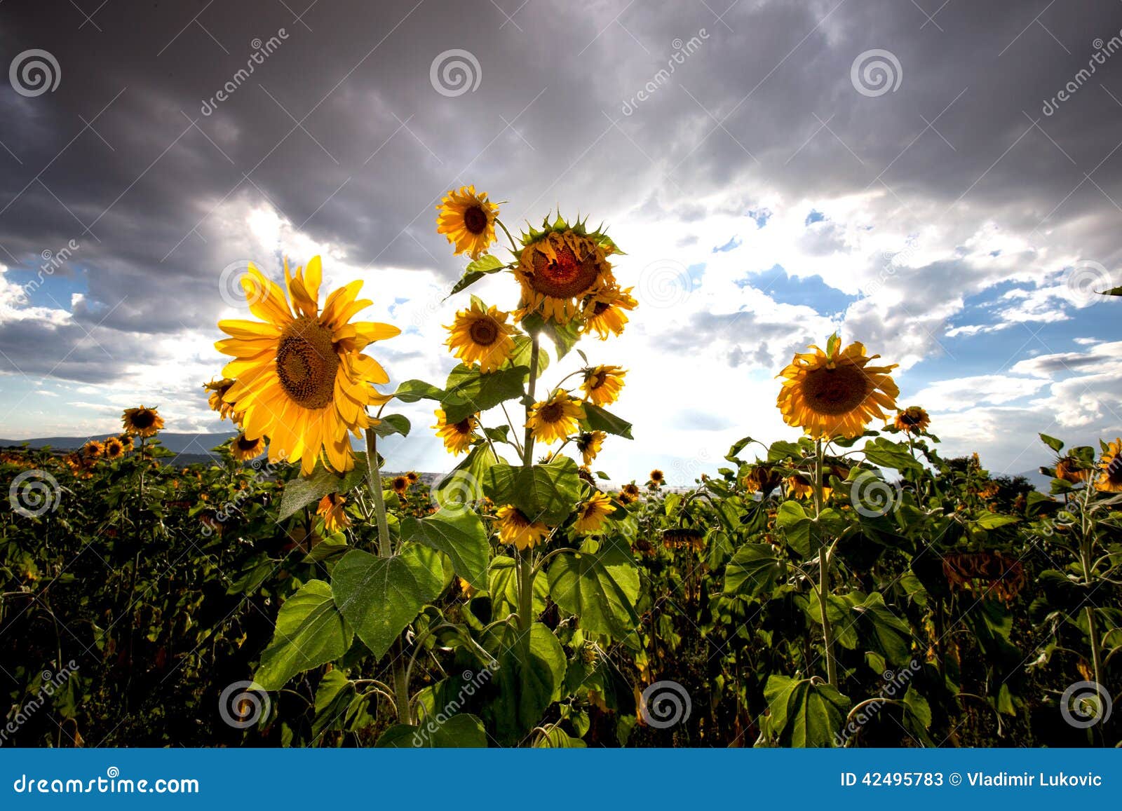 Girassóis bonitos no campo com o céu azul brilhante