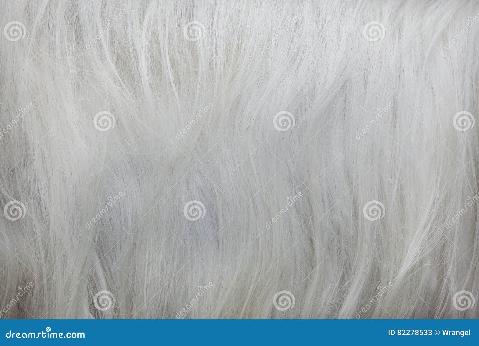 girgentana goat capra aegagrus hircus. fur texture